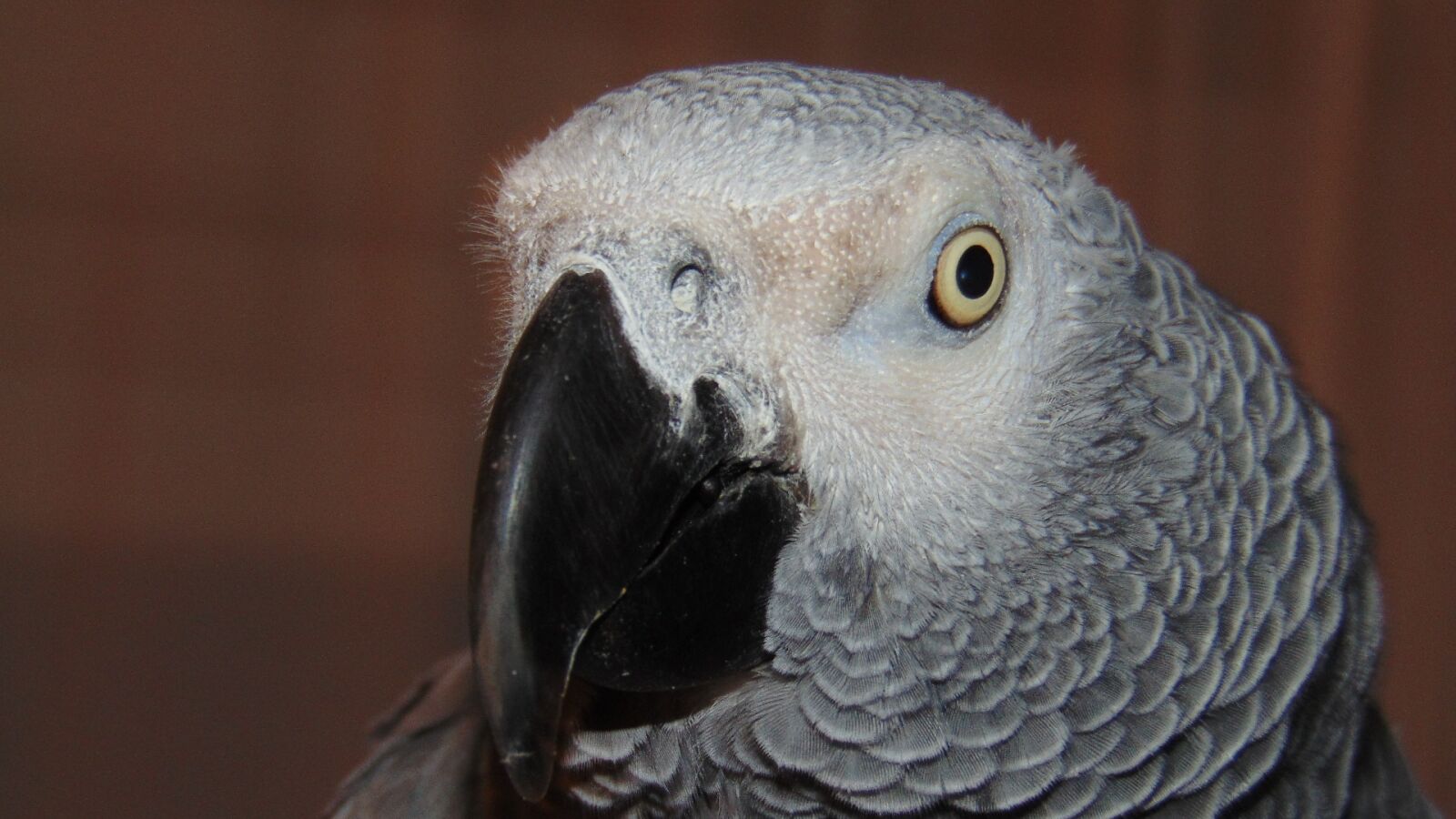 Sony Cyber-shot DSC-H300 sample photo. African grey, parrot, beak photography