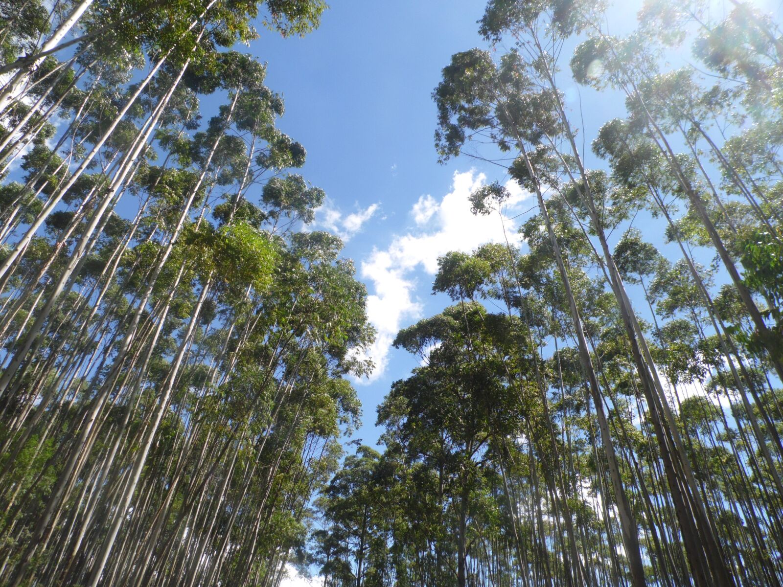 Samsung WB100/  WB101 sample photo. Sky, tree, landscape photography