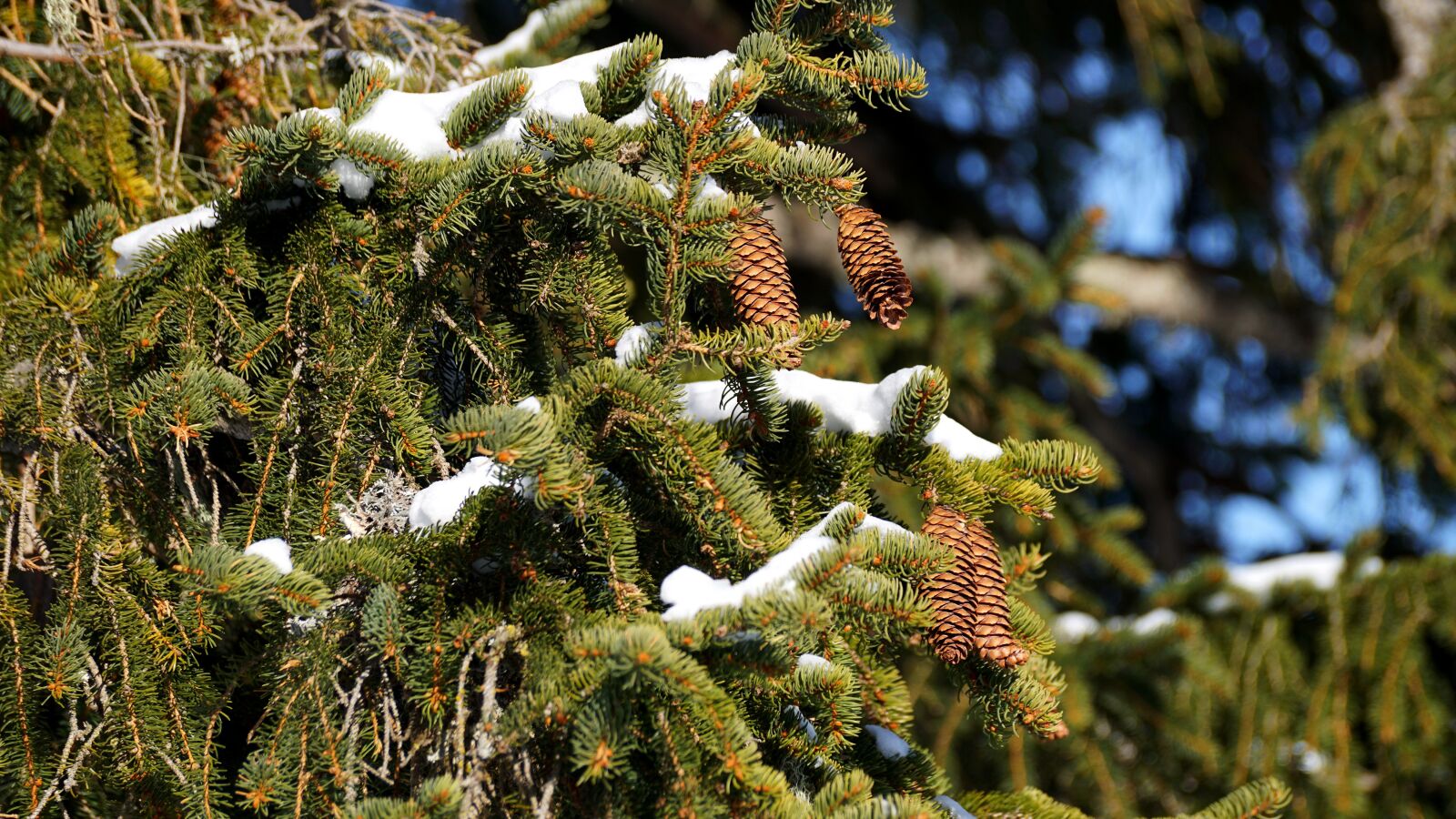 Sony DT 55-300mm F4.5-5.6 SAM sample photo. Tree, nature, winter photography