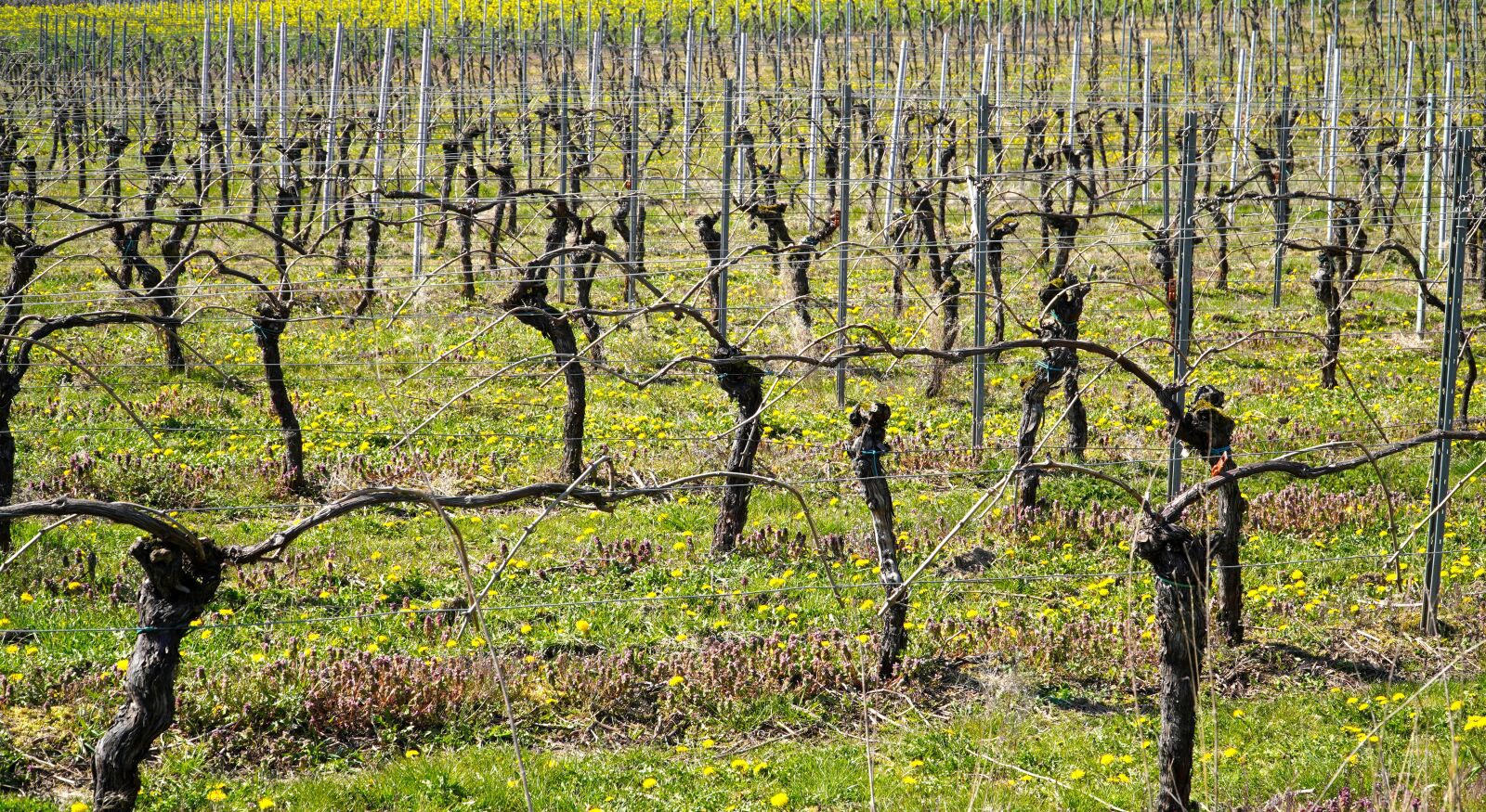 Sony E PZ 18-105mm F4 G OSS sample photo. Vines, vineyard, winegrowing photography