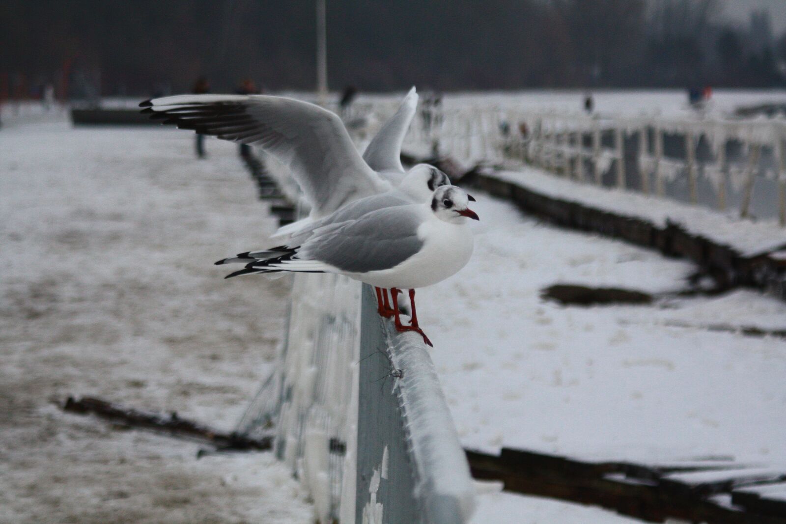 Canon EOS 450D (EOS Rebel XSi / EOS Kiss X2) sample photo. Birds, alki, sea photography