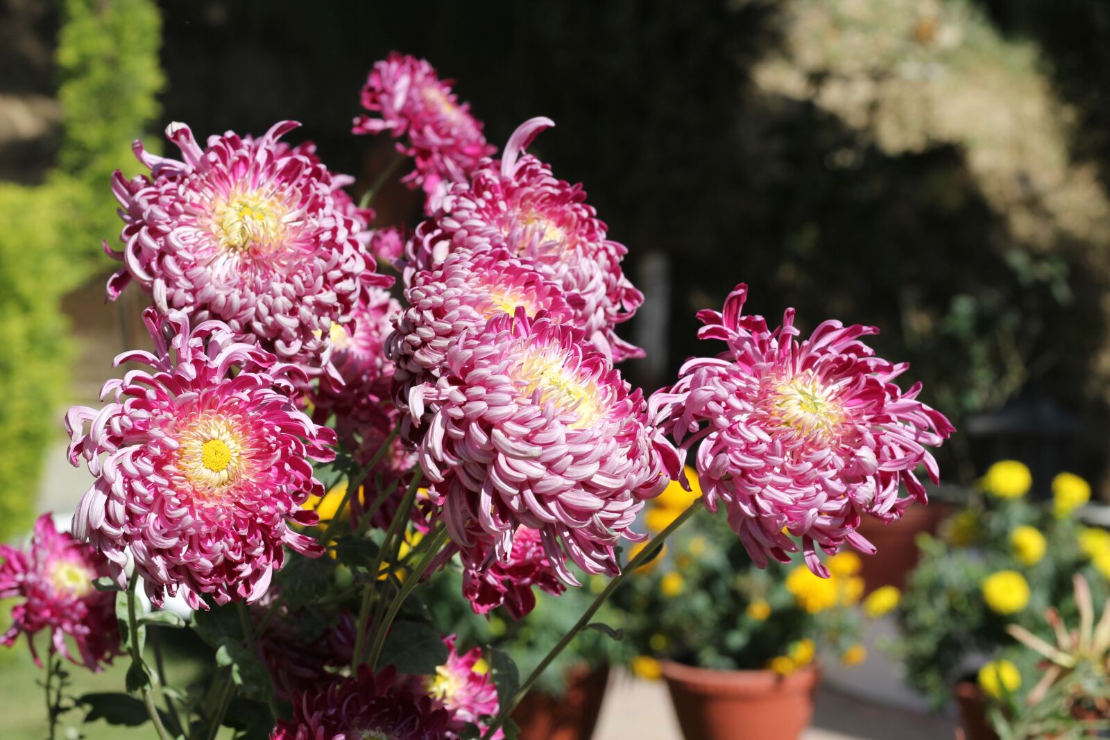 Canon EOS 550D (EOS Rebel T2i / EOS Kiss X4) sample photo. Flower, chrysanthemum, pink photography