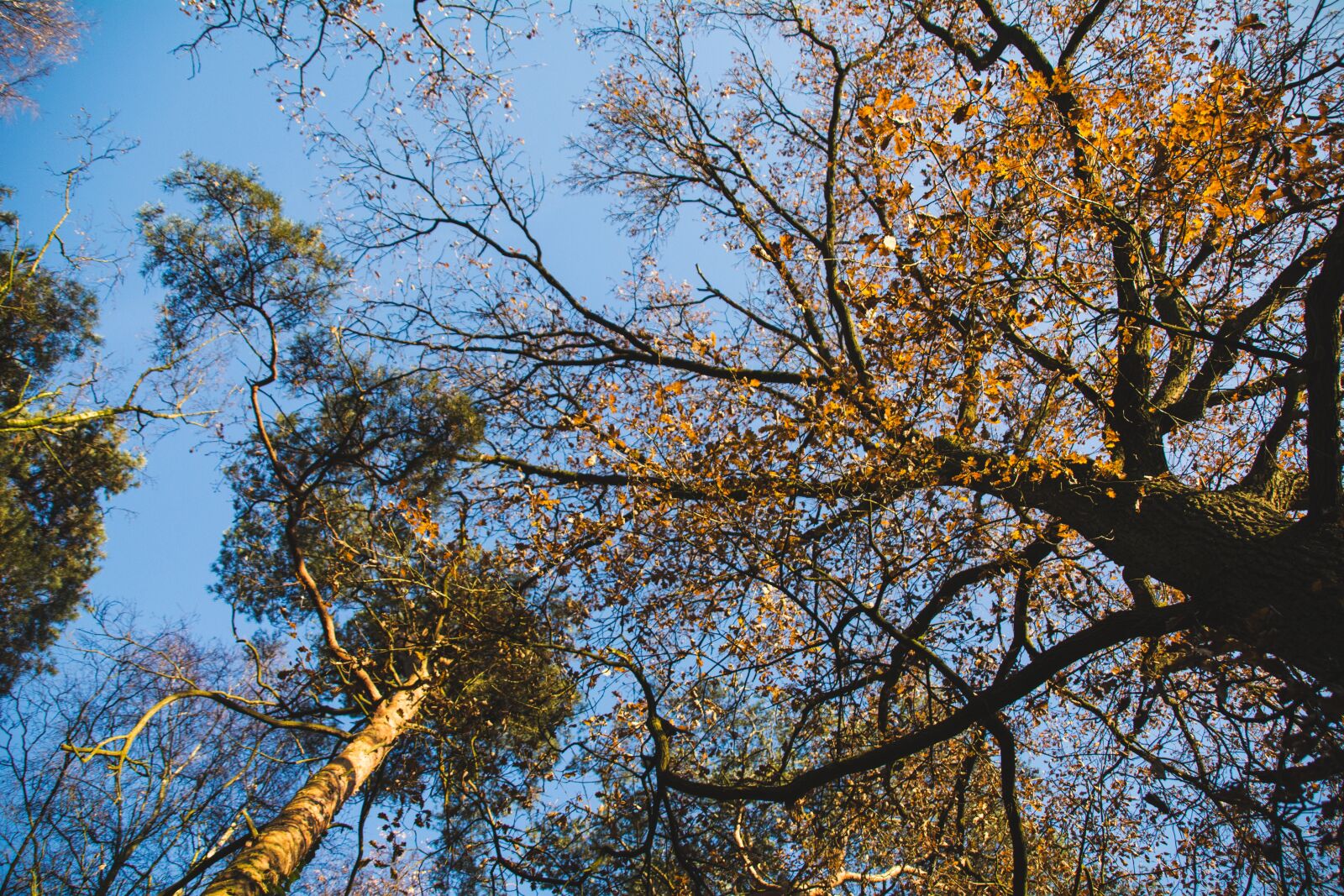 Nikon D5200 + Tamron 18-200mm F3.5-6.3 Di II VC sample photo. Autumn, blue, fall photography