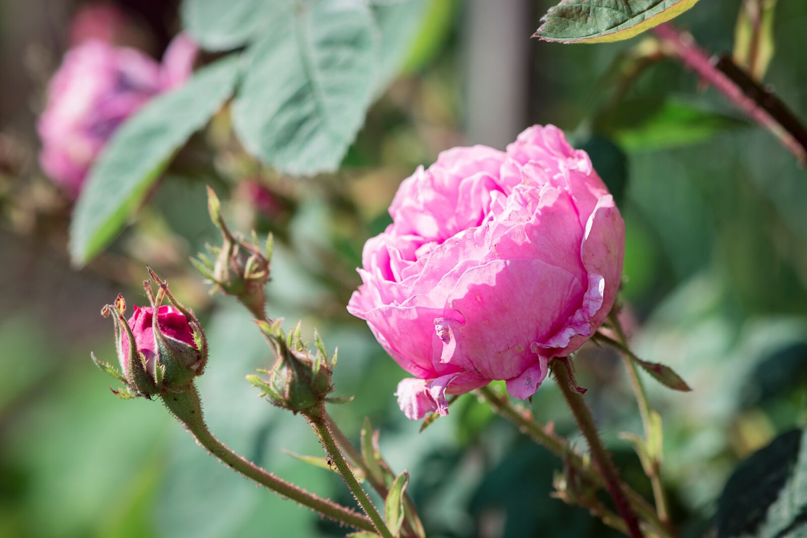 Nikon D7100 sample photo. Rose, flower, pink flower photography