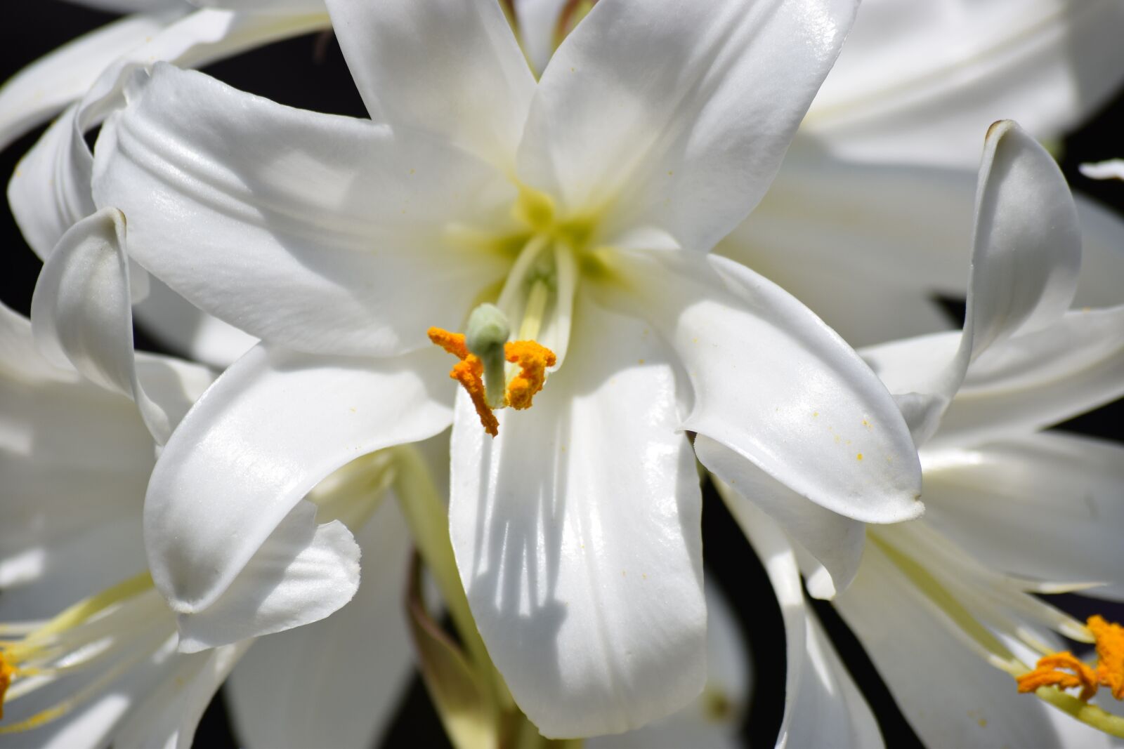 Nikon D5300 sample photo. Flower, nature, plant photography