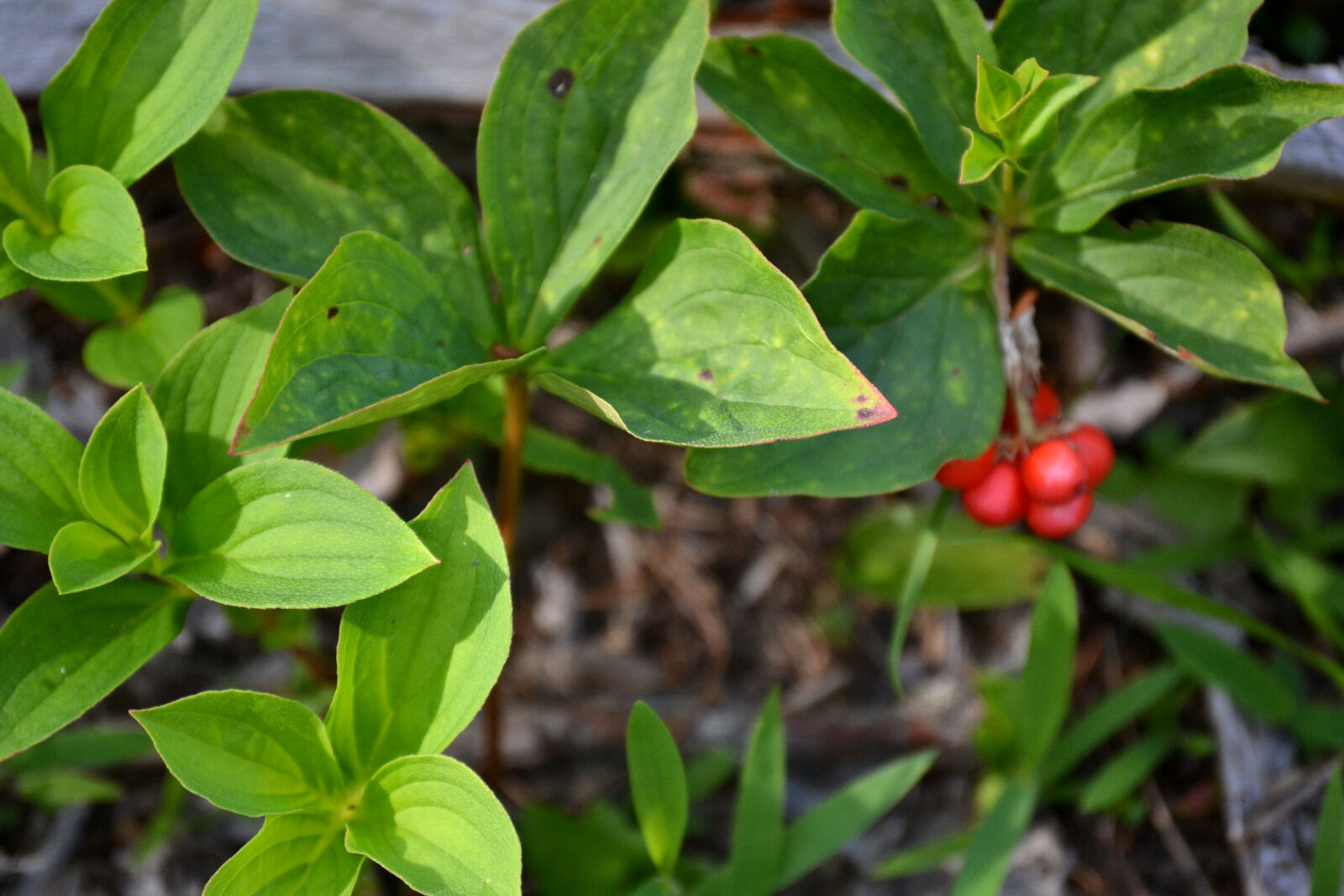 Nikon D3100 sample photo. Detritus, forest, leaves, nature photography