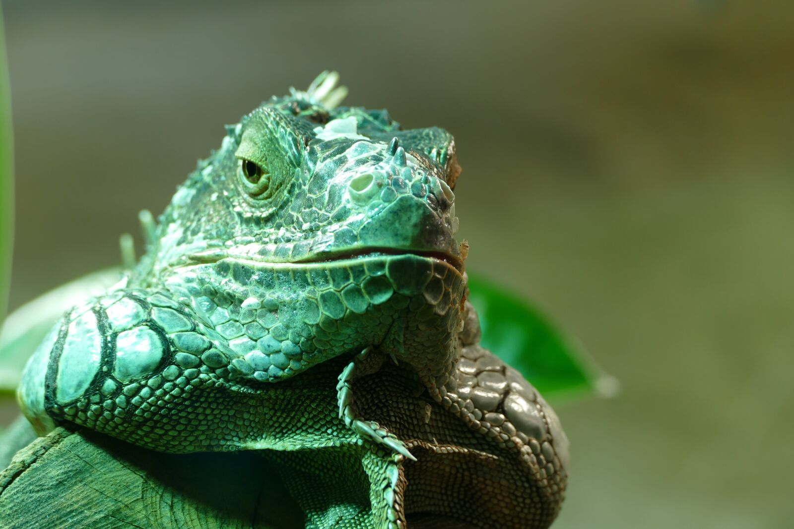 Panasonic Lumix DMC-FZ1000 sample photo. Lizard, animal, reptile photography