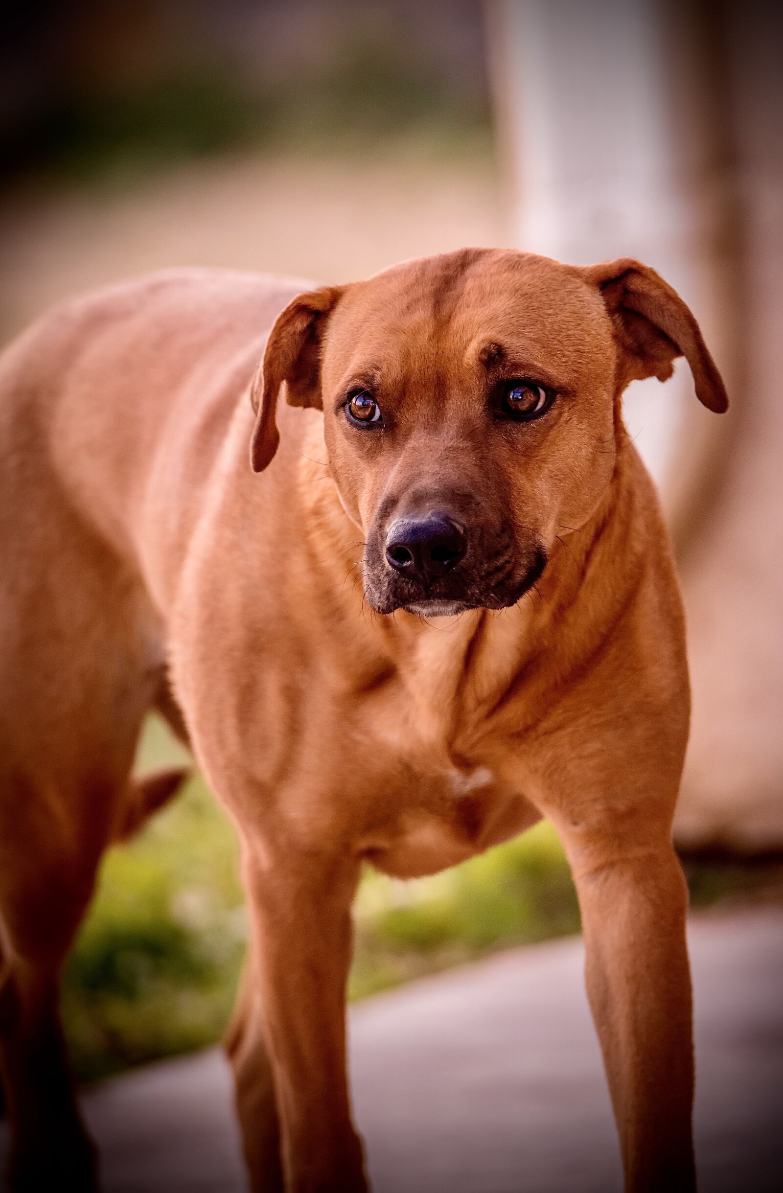 Tamron SP 150-600mm F5-6.3 Di VC USD sample photo. Dog, animal, puppy photography