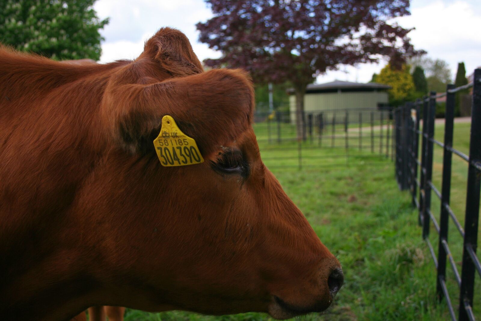 Canon EOS 350D (EOS Digital Rebel XT / EOS Kiss Digital N) sample photo. Cow, cute, pasture photography
