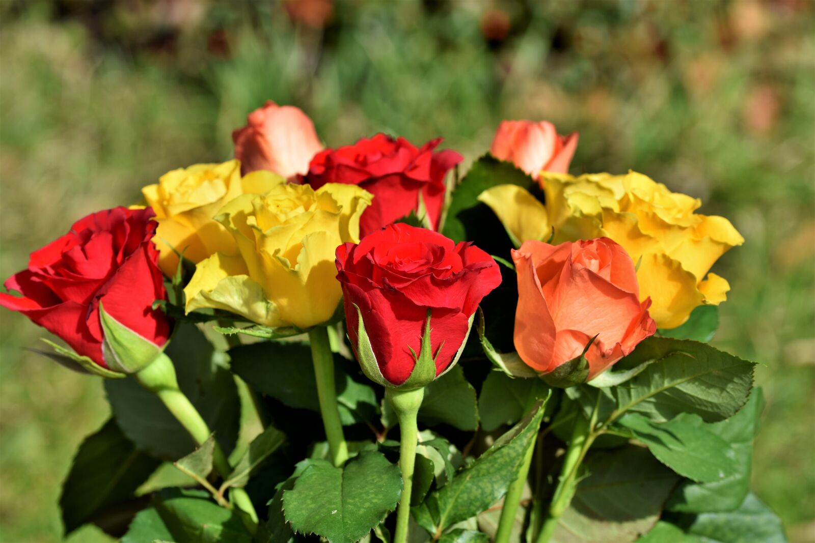 Nikon D7200 sample photo. Rose, bouquet of roses photography