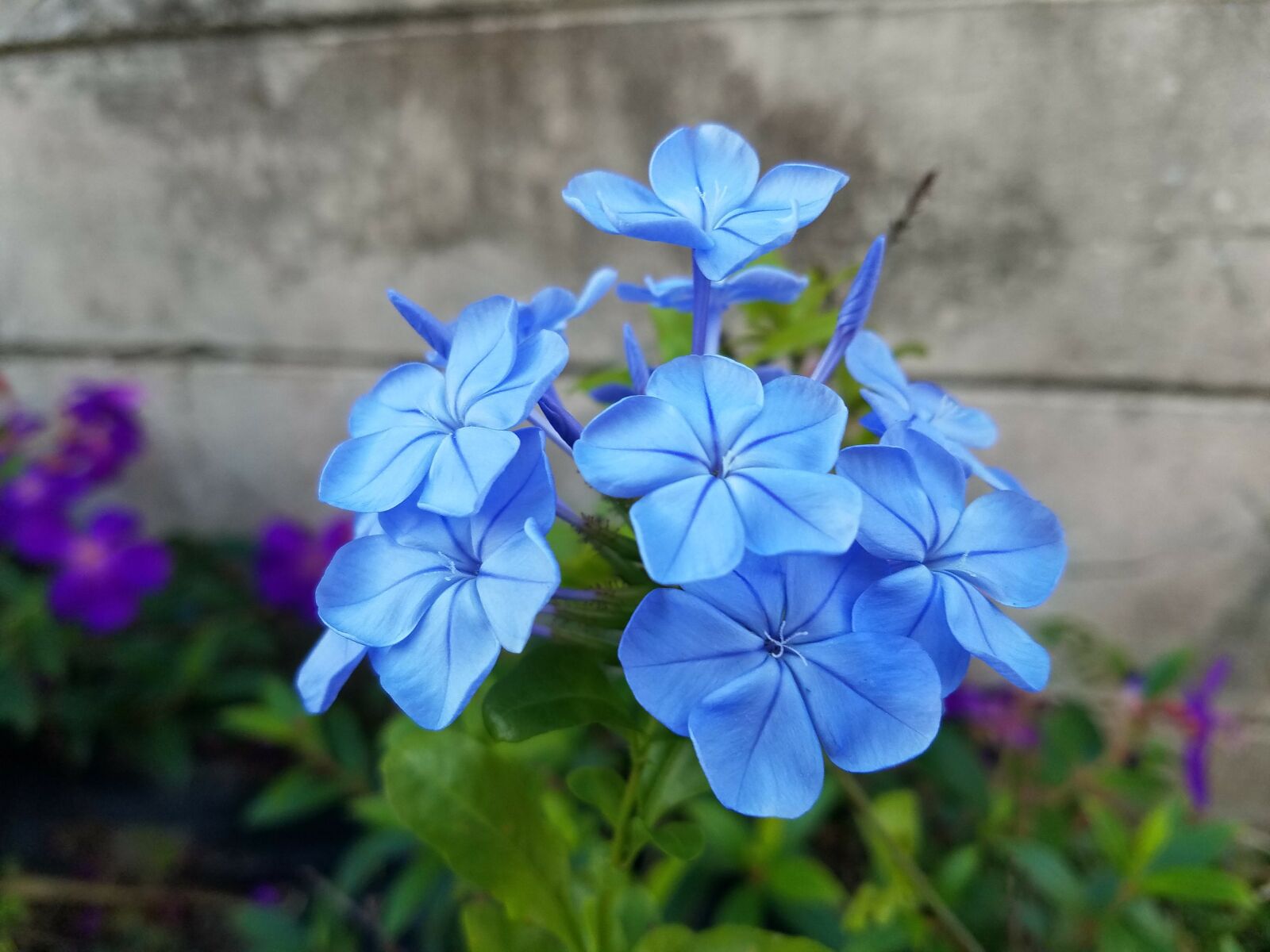 Samsung Galaxy S7 Active sample photo. Blue daze, flowers, blue photography
