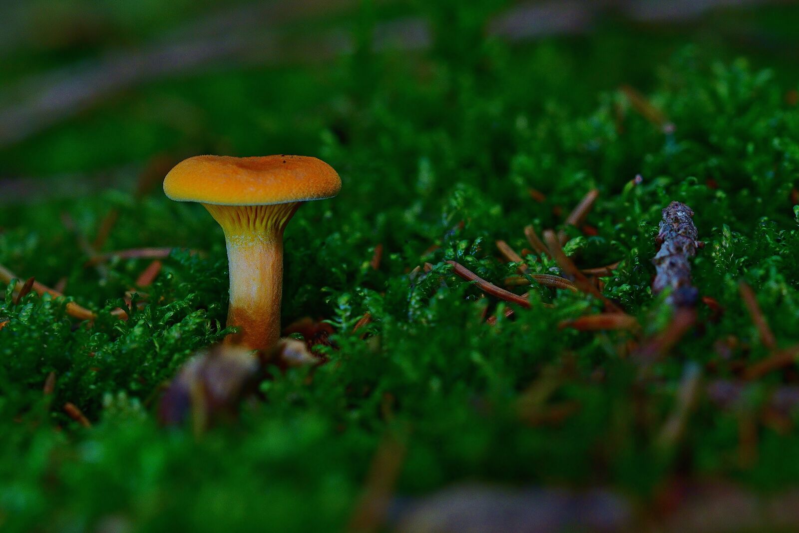 Nikon D5200 sample photo. Autumn, forest, mushroom photography