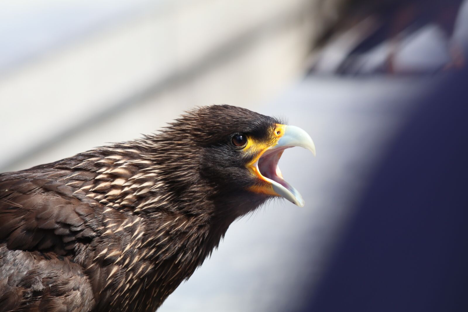 Canon EOS 80D sample photo. Eagle, squawk, screech photography