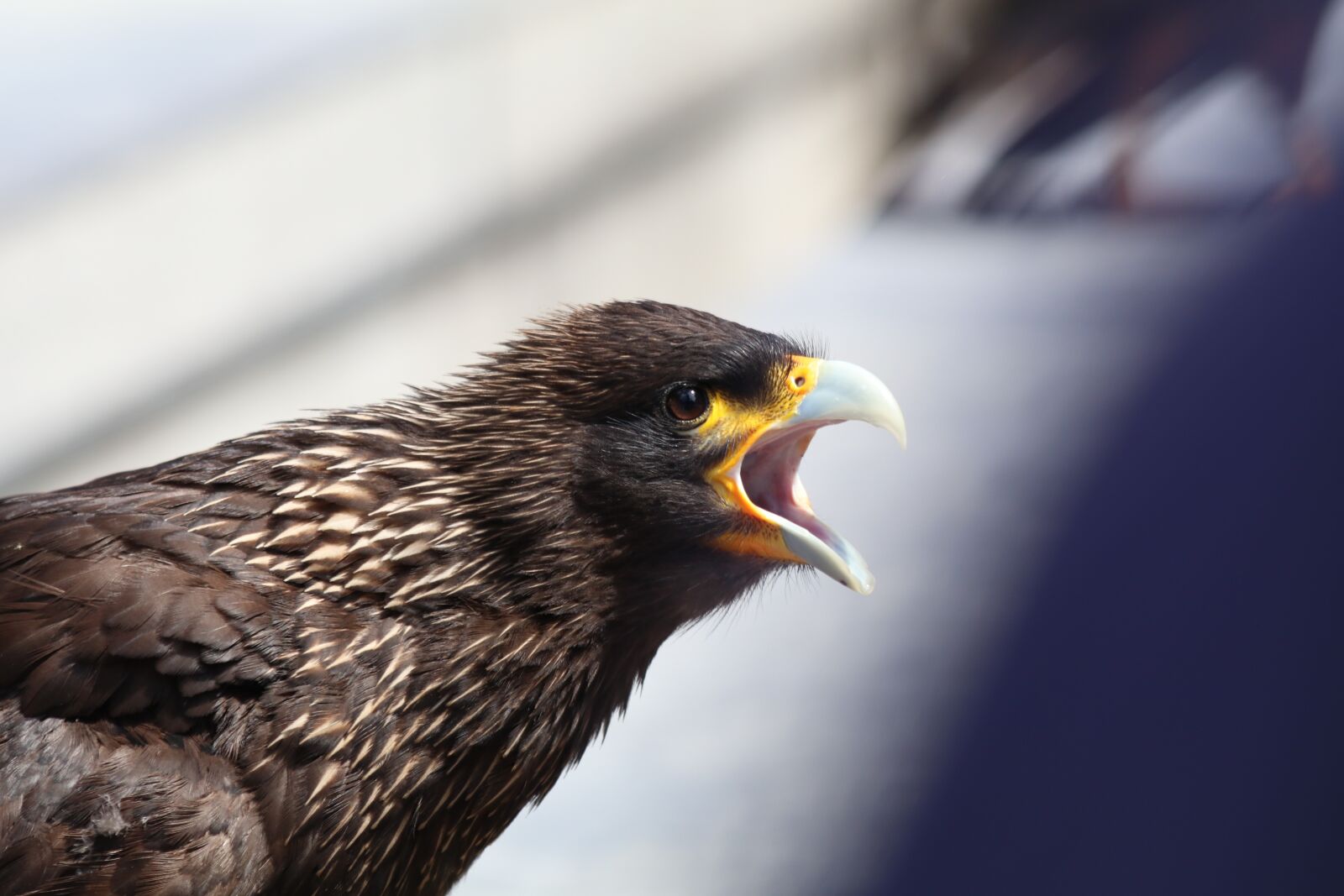 Canon EOS 80D + Canon EF 70-300mm F4-5.6 IS USM sample photo. Eagle, squawk, screech photography