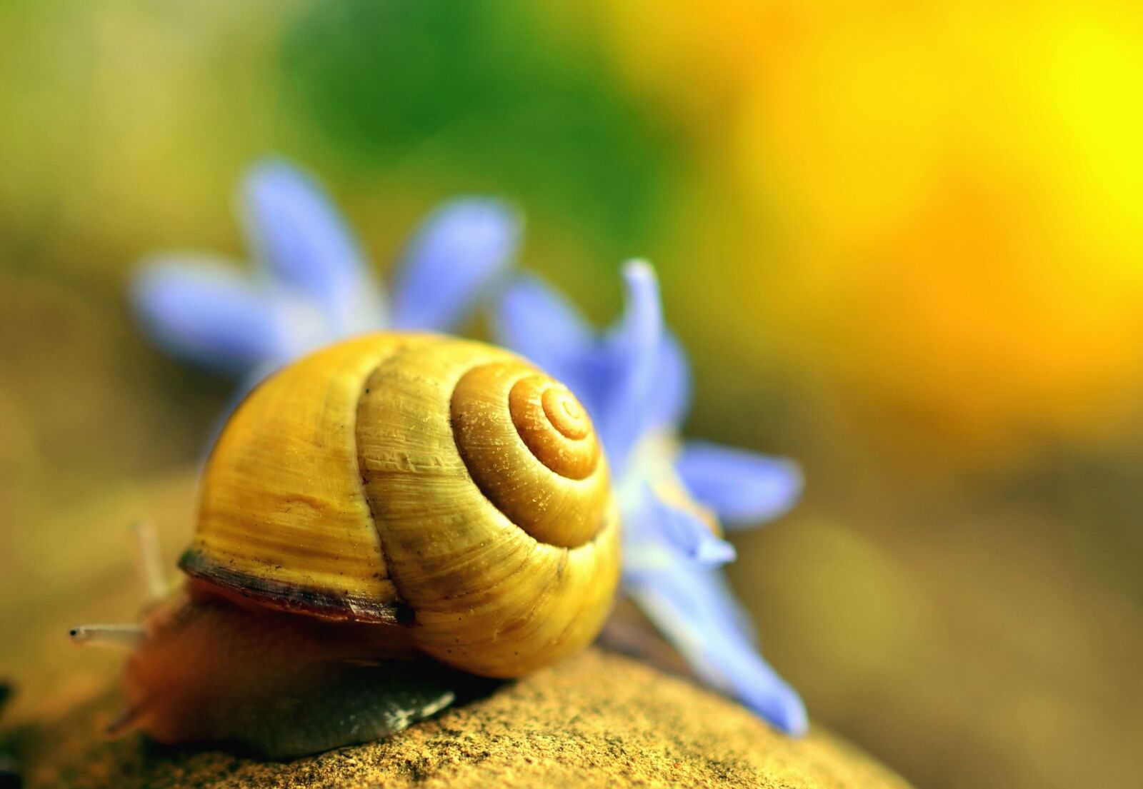 Nikon D5100 sample photo. Snail, invertebrate, animal, macro photography