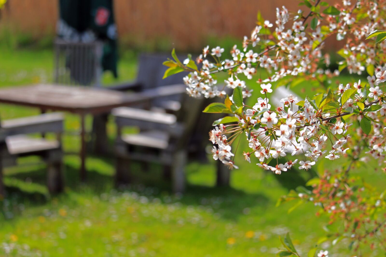 Canon EOS 700D (EOS Rebel T5i / EOS Kiss X7i) sample photo. Spring, cherry blossoms, cherry photography
