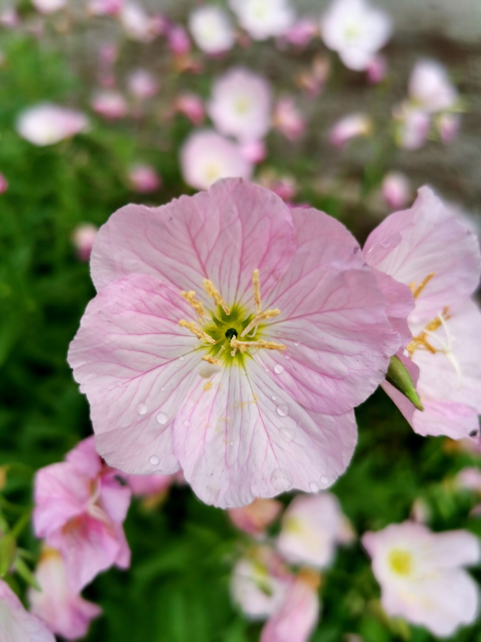 HUAWEI P30 Pro sample photo. Pink flower, bloom, petunia photography