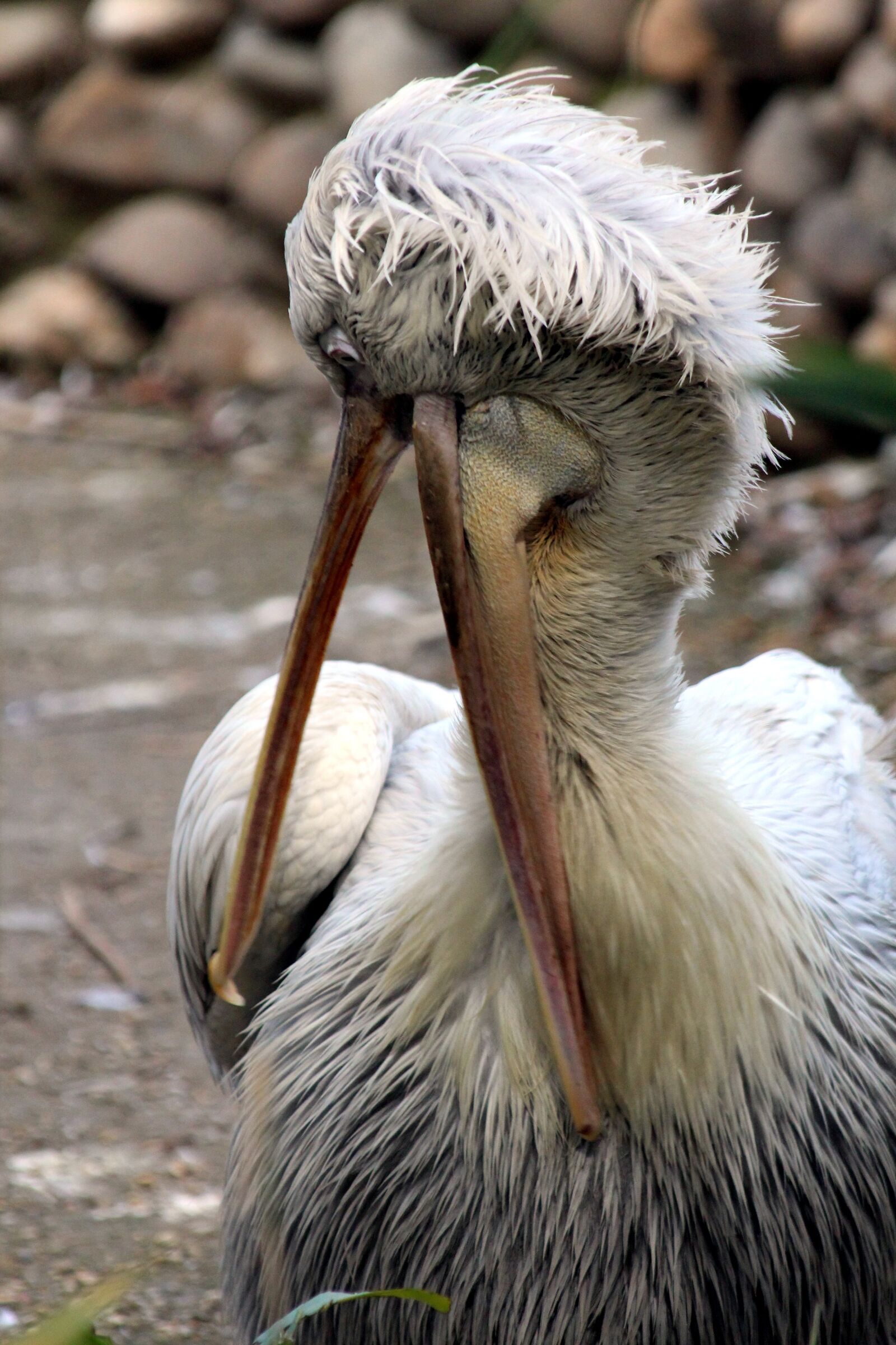 Canon EOS 650D (EOS Rebel T4i / EOS Kiss X6i) sample photo. Pelican, dalmatian pelican, bird photography