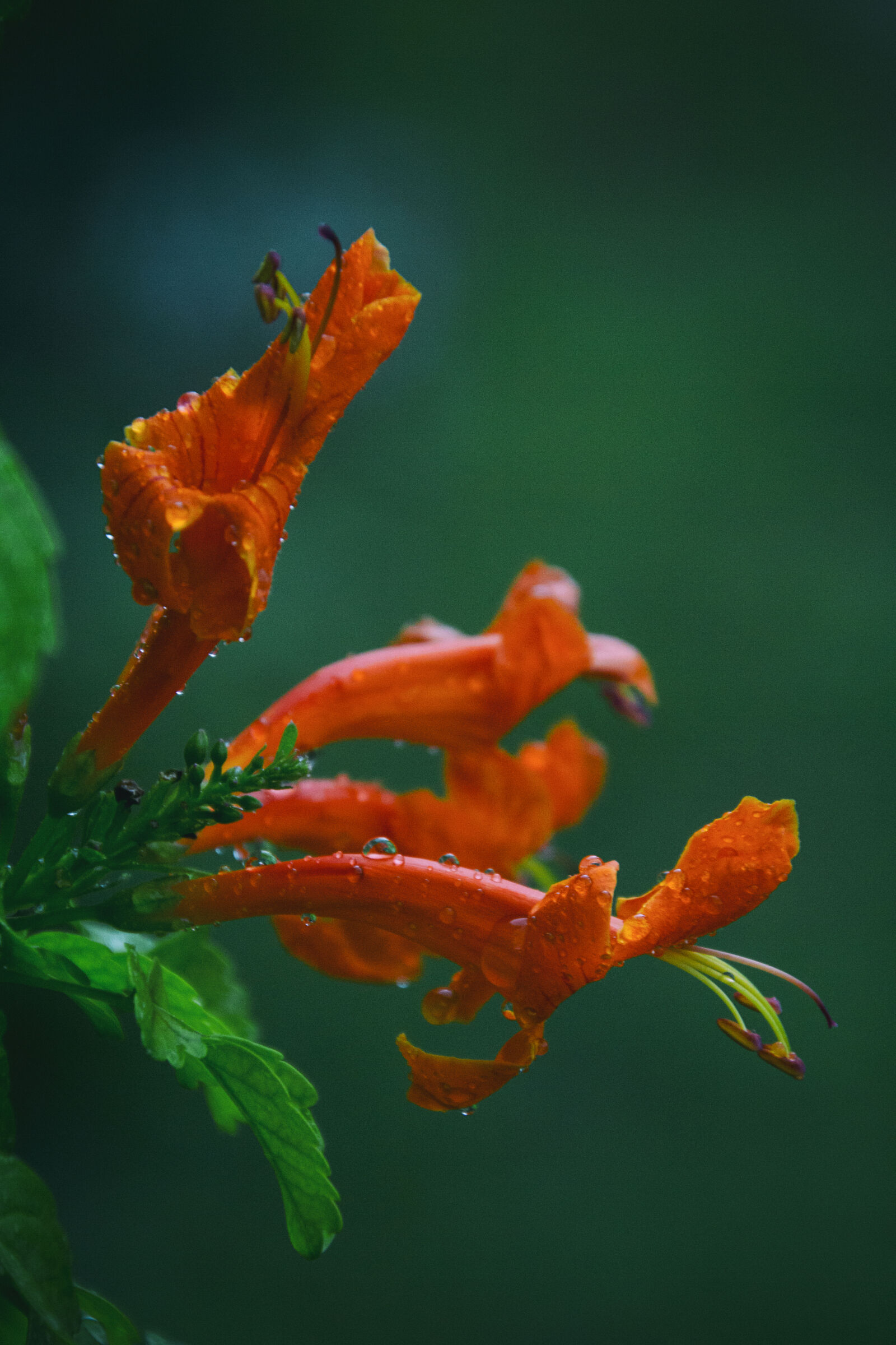 Canon EOS 700D (EOS Rebel T5i / EOS Kiss X7i) sample photo. After, the, rain, bunch photography
