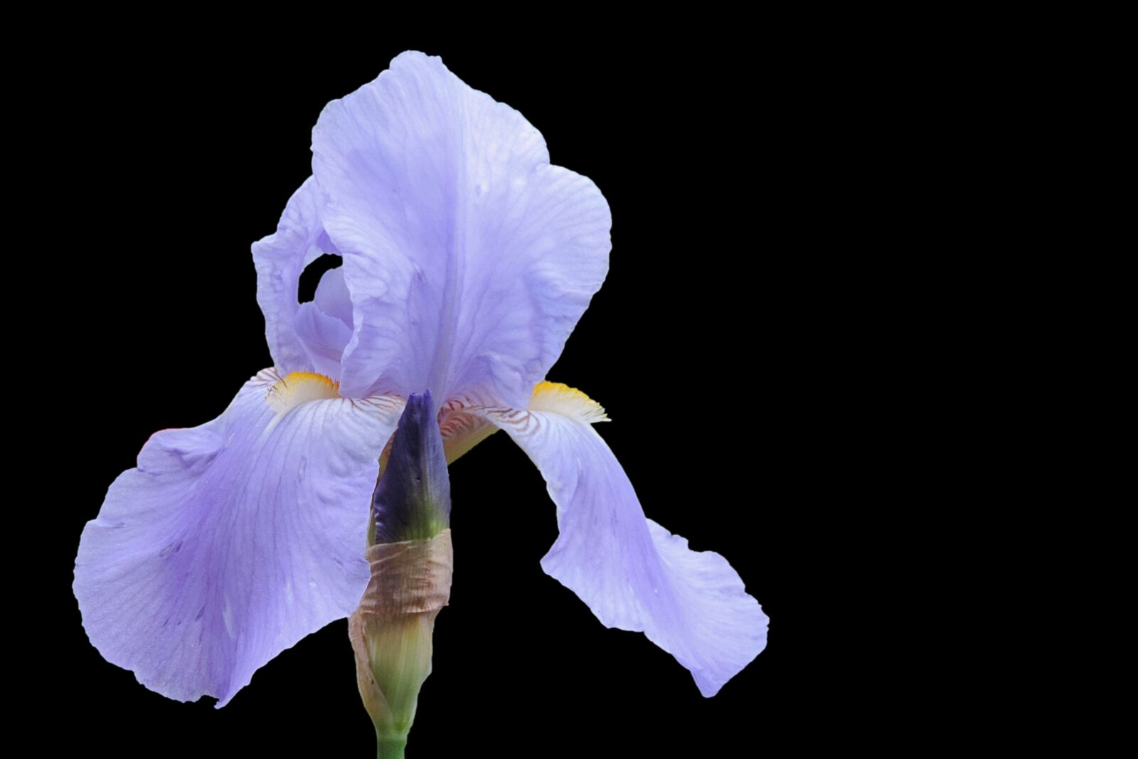 Nikon Coolpix P520 sample photo. Iris, blossom, bloom photography