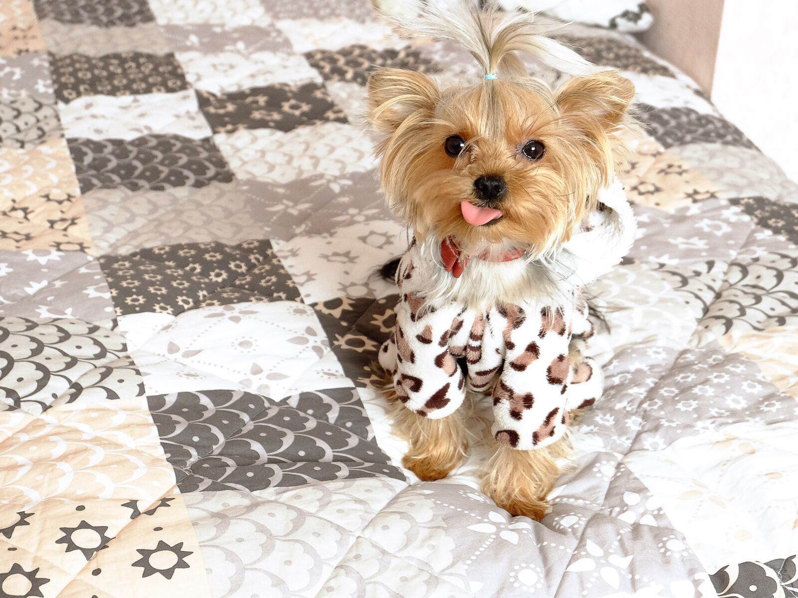 Fujifilm X-M1 sample photo. Dog, the language, smile photography