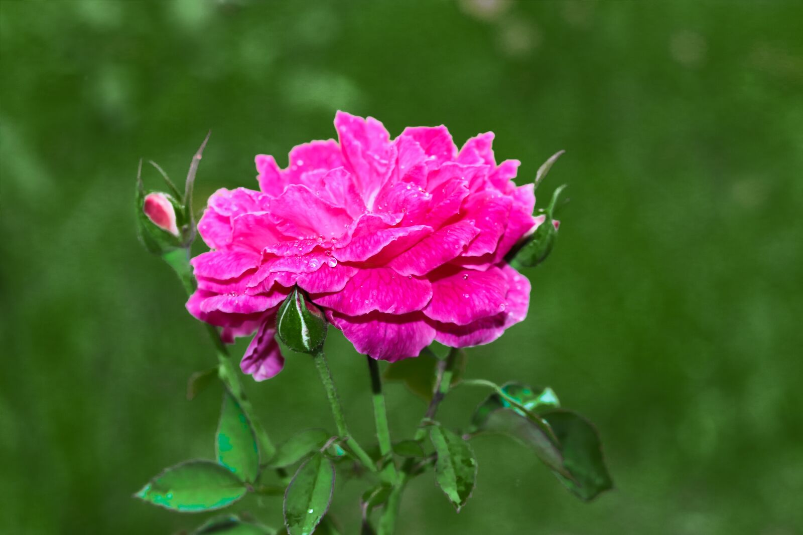 Canon EOS 80D + Canon EF 50mm F1.8 STM sample photo. Rose, blossom, nature photography