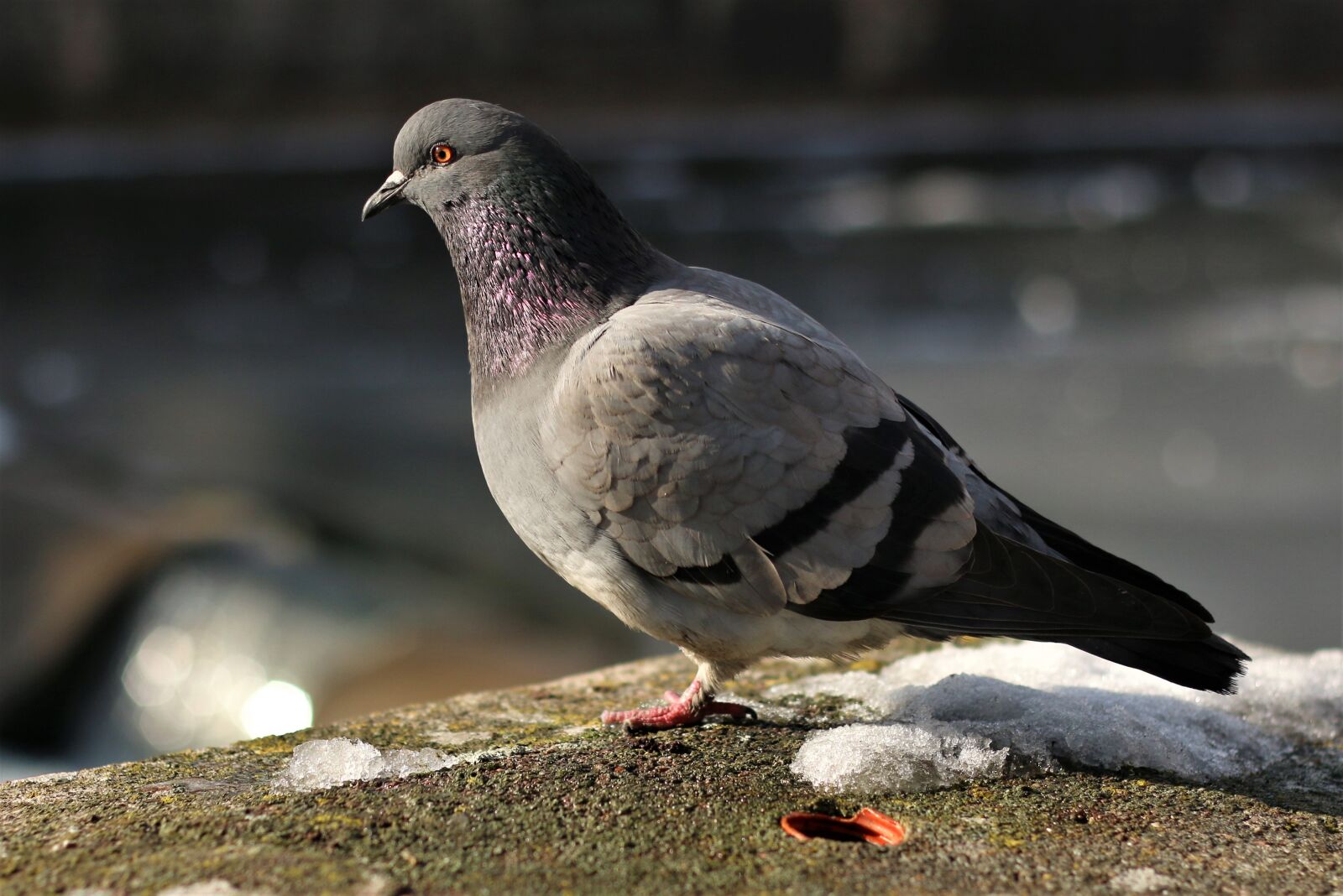 Canon EOS 70D + Canon EF 50mm F1.8 II sample photo. Pigeon, bird, city photography