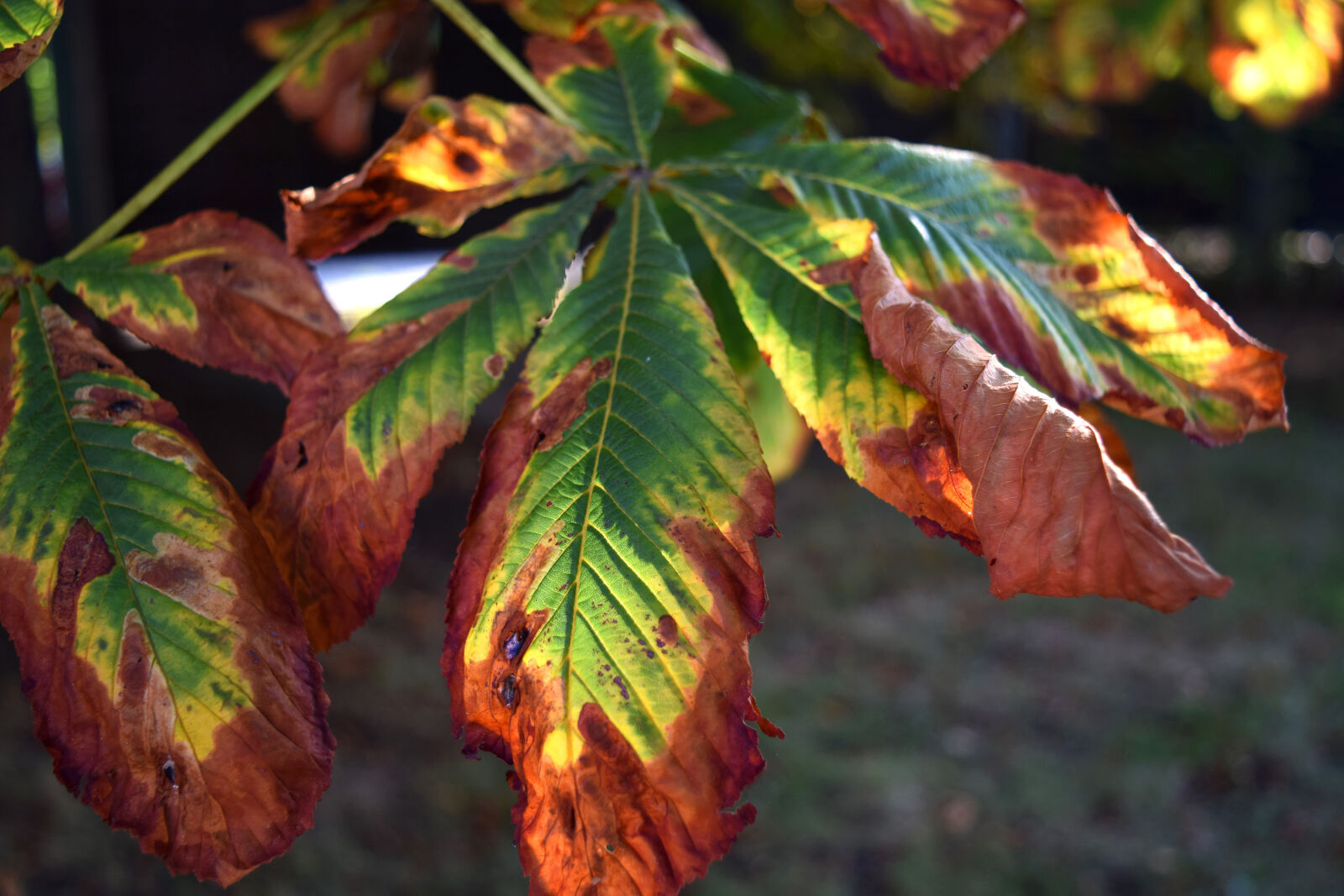 Nikon D3300 sample photo. Autumn, chestnut, chestnut, leaf photography