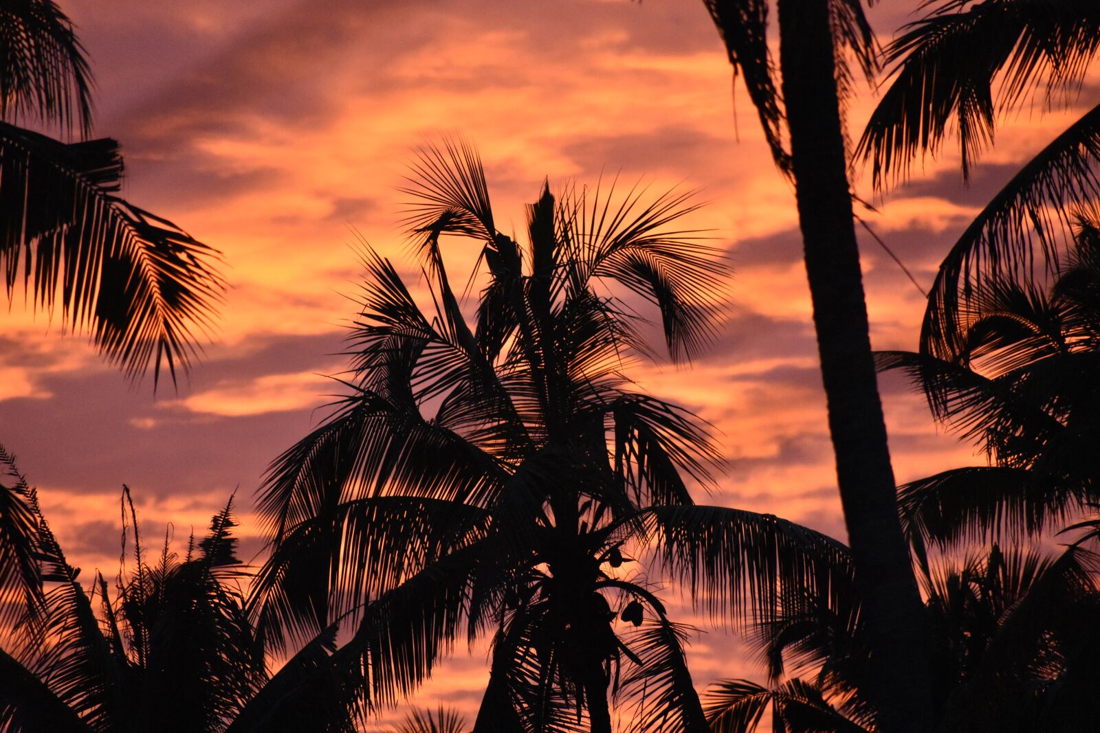 Nikon D3400 sample photo. Sunset, coconut trees, coconut photography