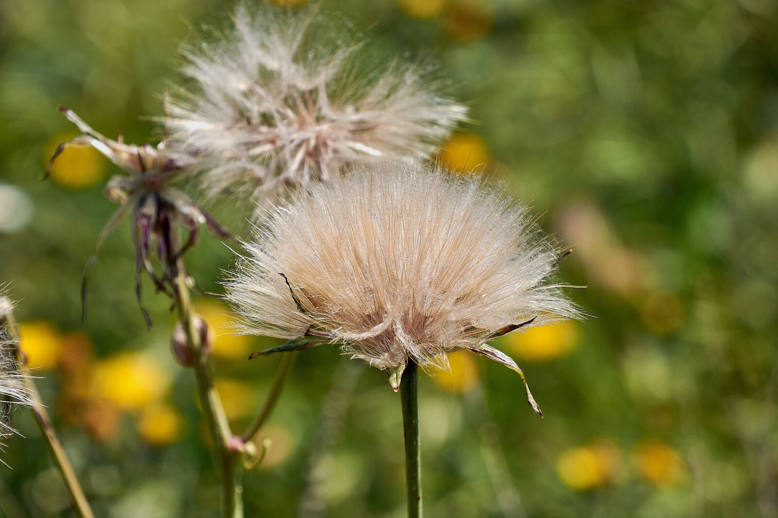 Nikon D7200 sample photo. Tragopogon, flower, garden photography