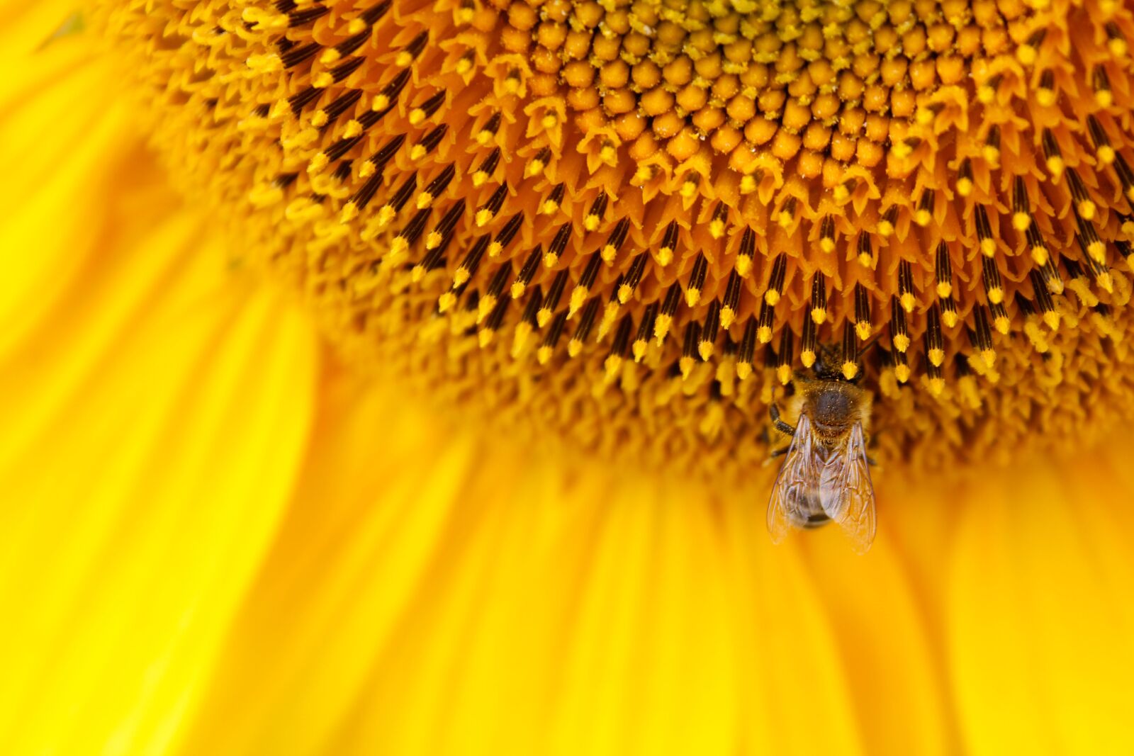 Canon EOS 60D + Canon EF-S 18-55mm F3.5-5.6 II sample photo. Sunflower, yellow, sunflower seeds photography