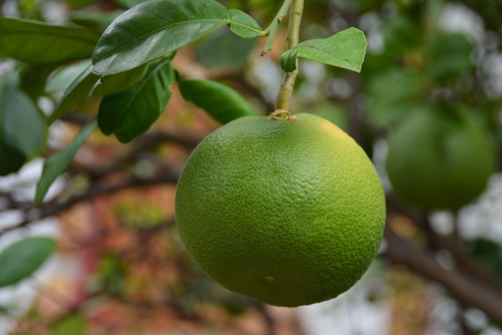 Nikon D5200 sample photo. Lime, citrus fruit, citrus photography