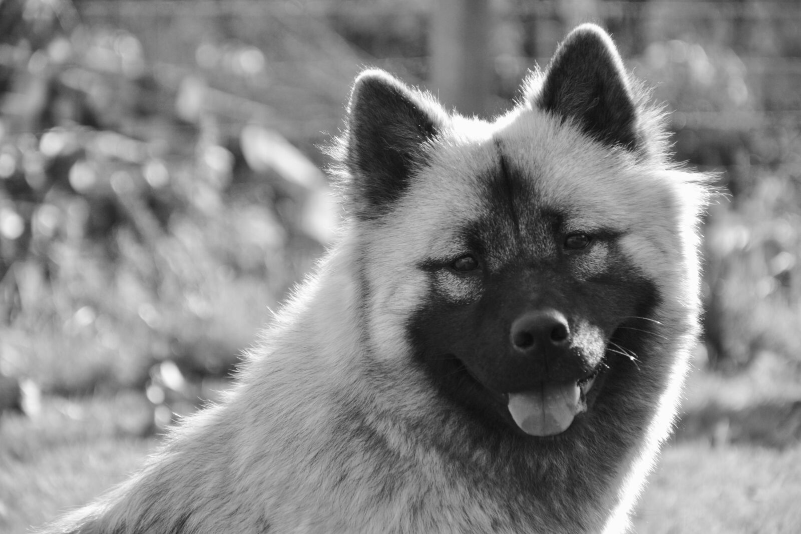 Nikon D5200 sample photo. Dog, bitch, dog eurasier photography