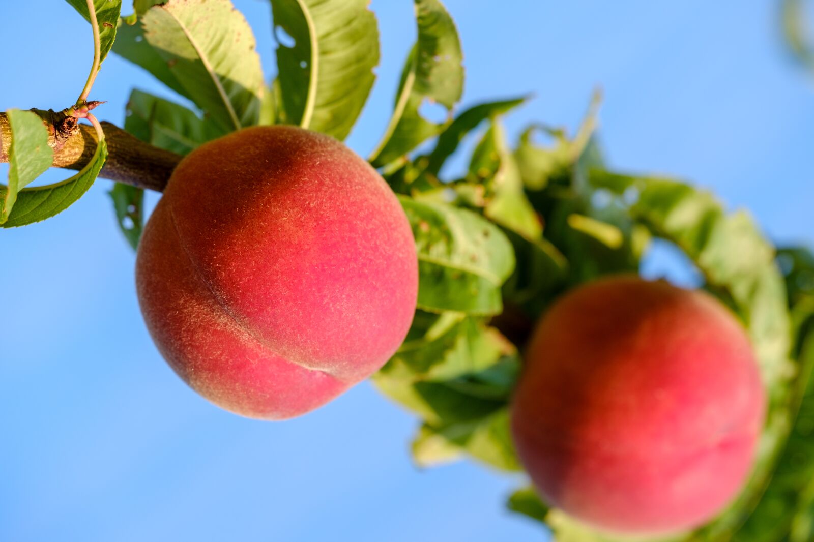 Fujifilm X-T2 + Fujifilm XF 80mm F2.8 R LM OIS WR Macro sample photo. Peaches, fruit, stone fruit photography