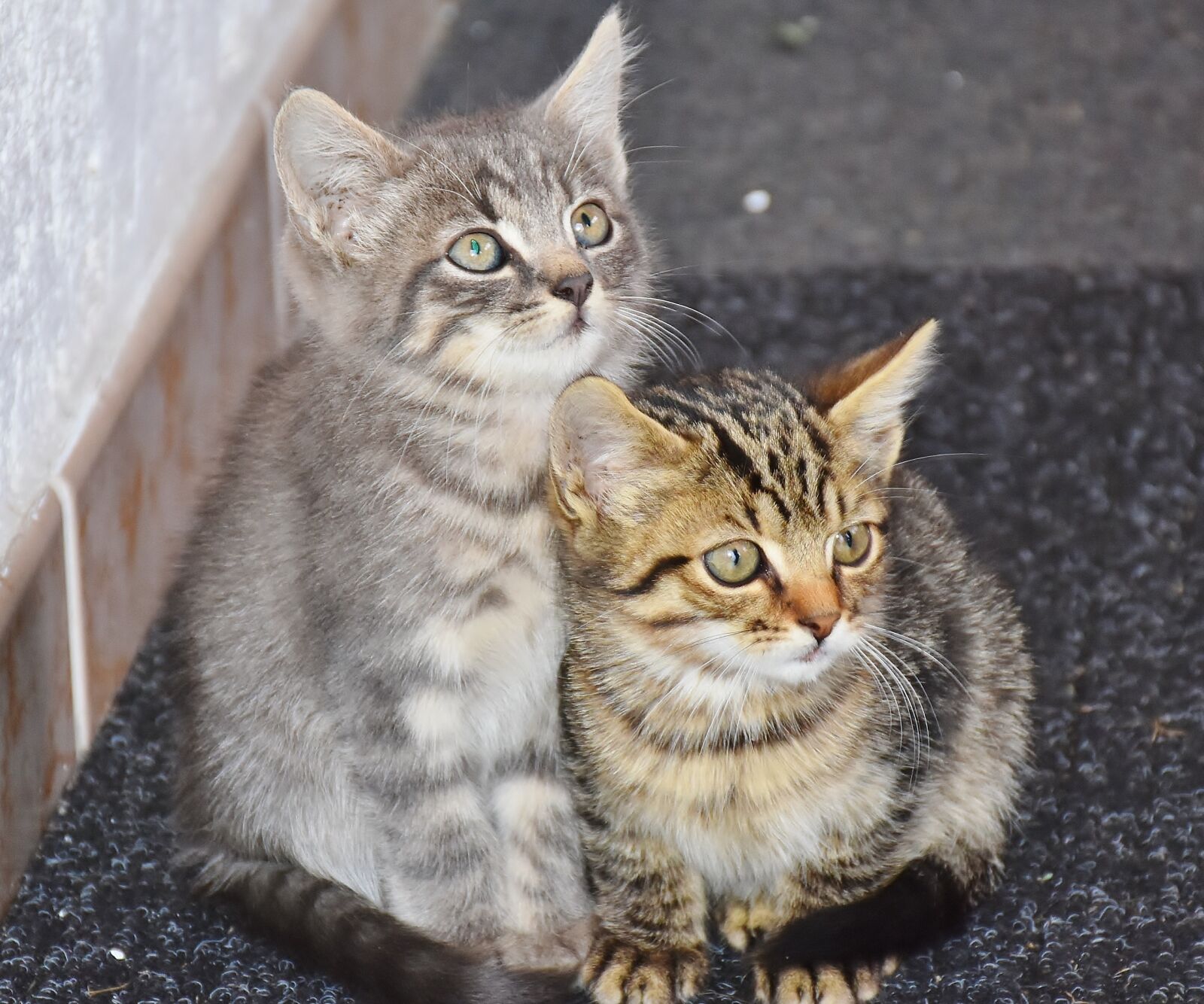 Nikon D7200 sample photo. Cat, baby cats, young photography