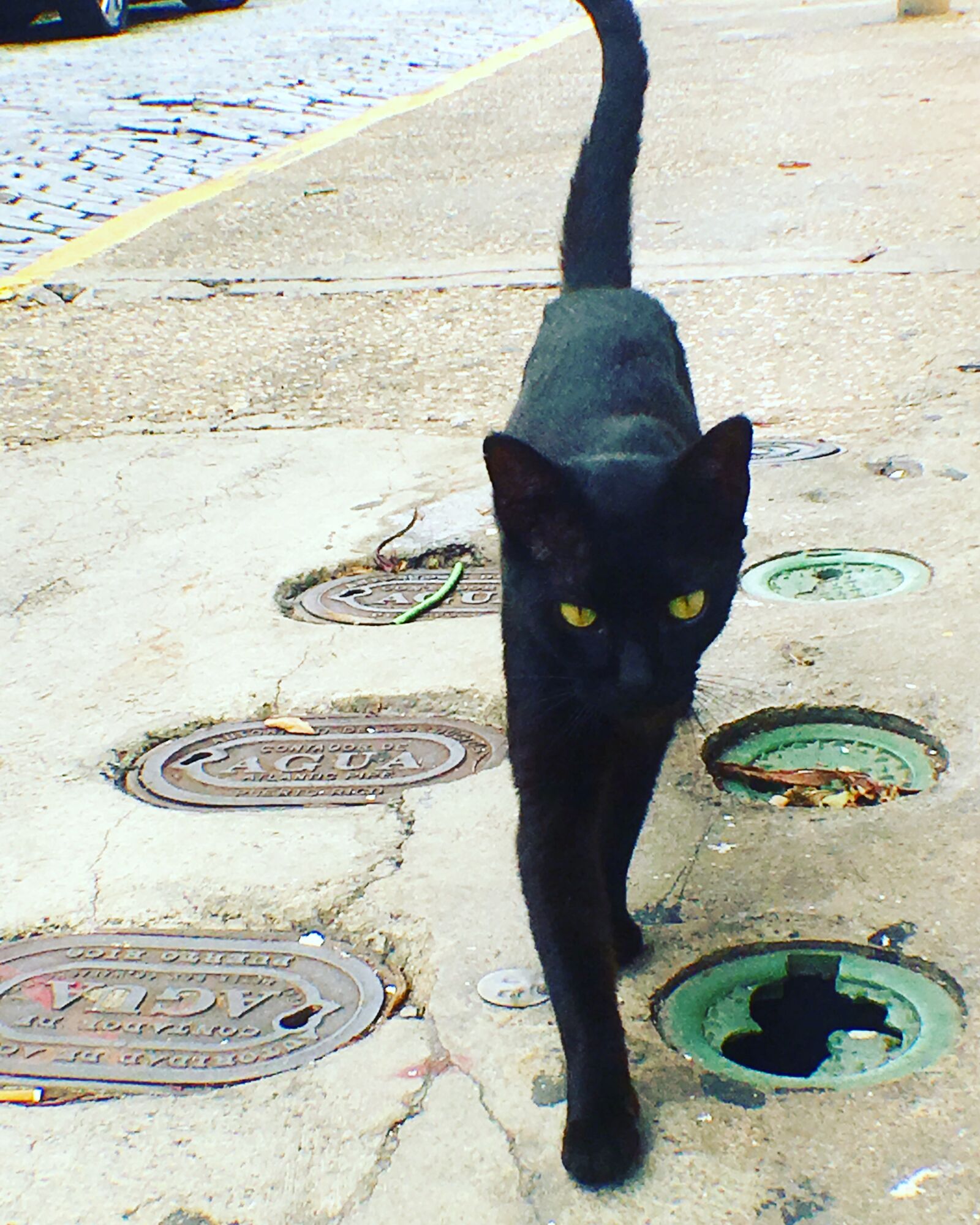 Apple iPhone 6s sample photo. Cat photography
