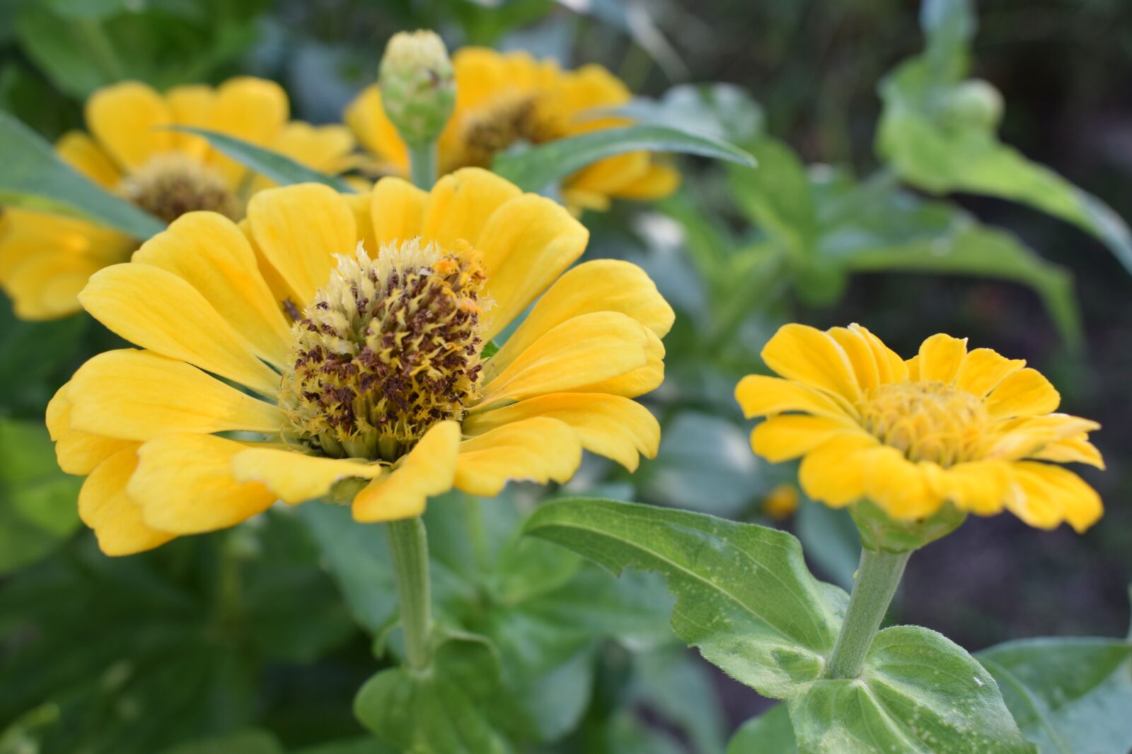 Nikon D5300 sample photo. Colombia, flowers, petal photography