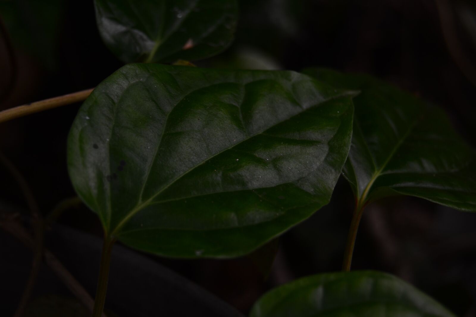 Nikon D3100 sample photo. Leaf, green, background photography