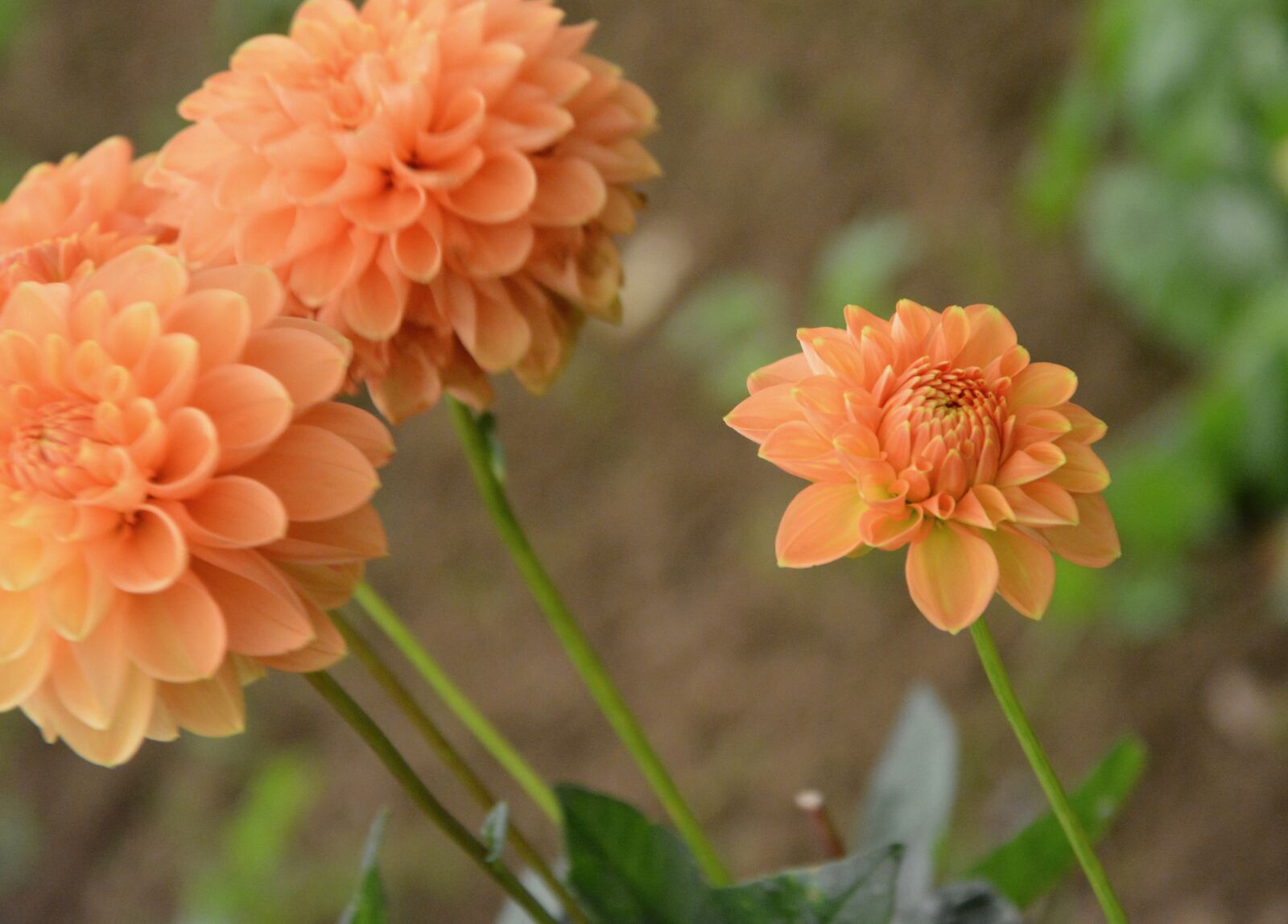 Nikon D5200 sample photo. Flowers, flowering, flowering plant photography