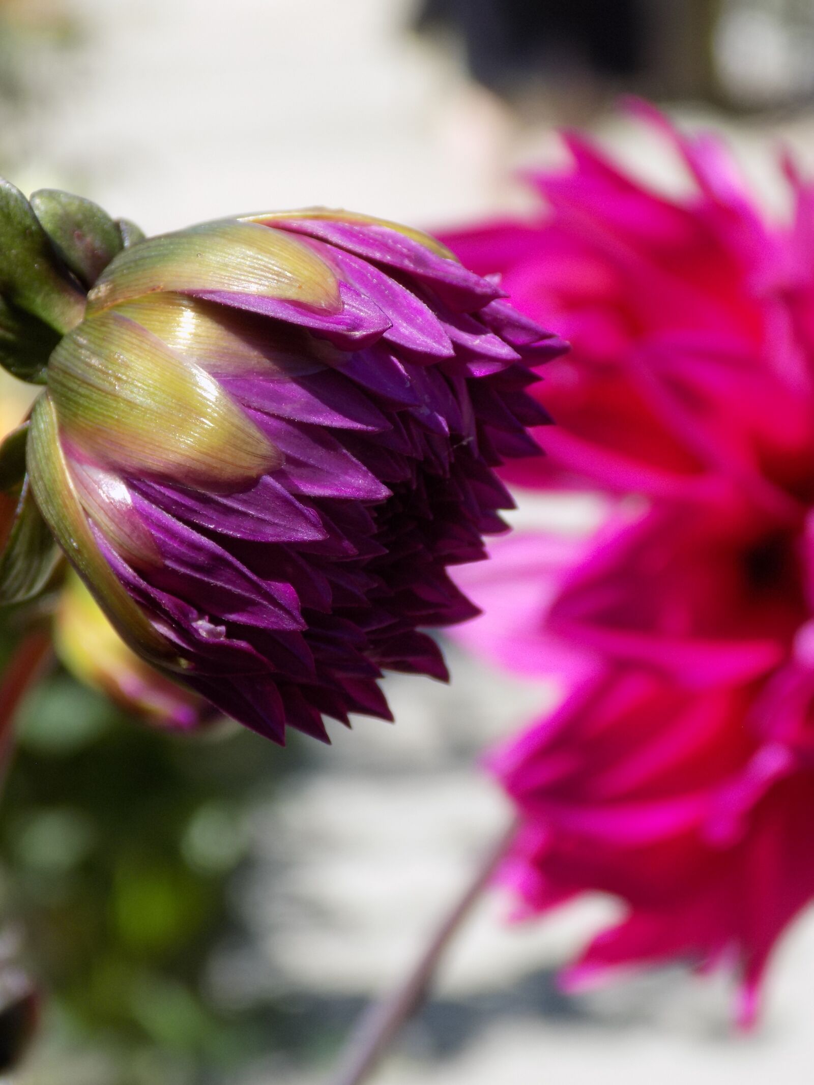 Nikon COOLPIX L340 sample photo. Flower, dahlia, blossom photography