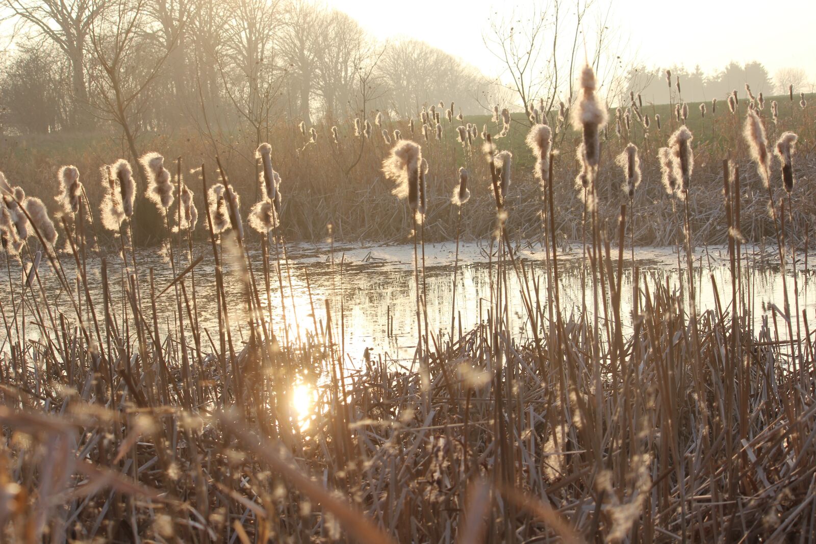 Canon EOS 600D (Rebel EOS T3i / EOS Kiss X5) sample photo. Pond, reed, mirroring photography