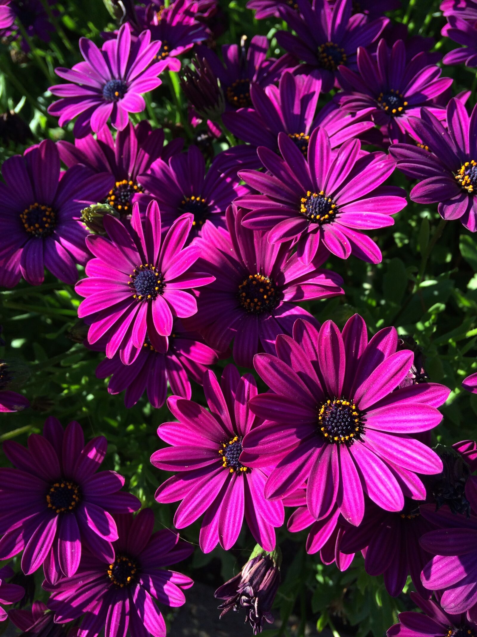 iPhone 5s back camera 4.15mm f/2.2 sample photo. Flower, flora, garden photography