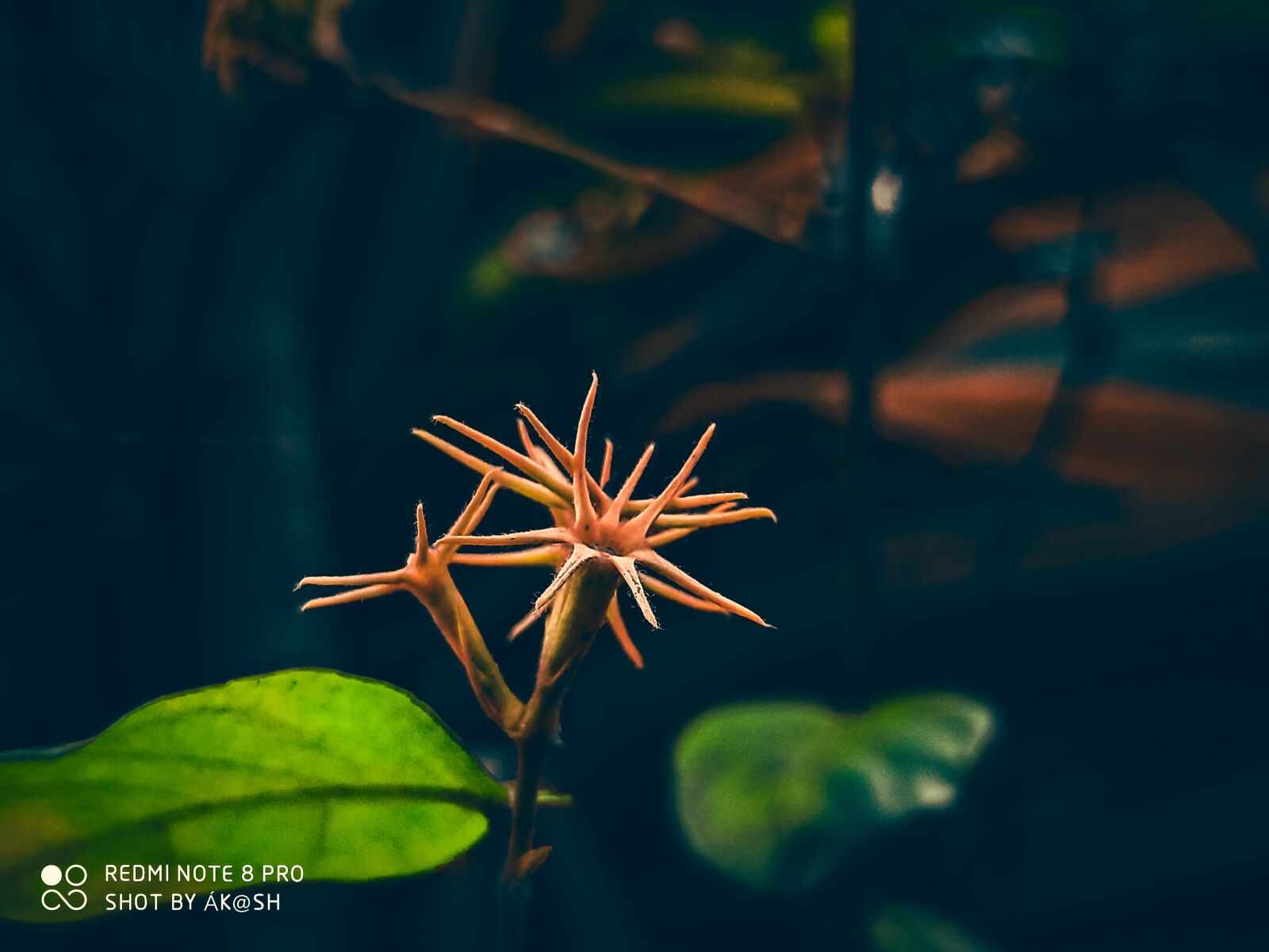 Xiaomi Redmi Note 8 Pro sample photo. No, exactly, comments photography photography