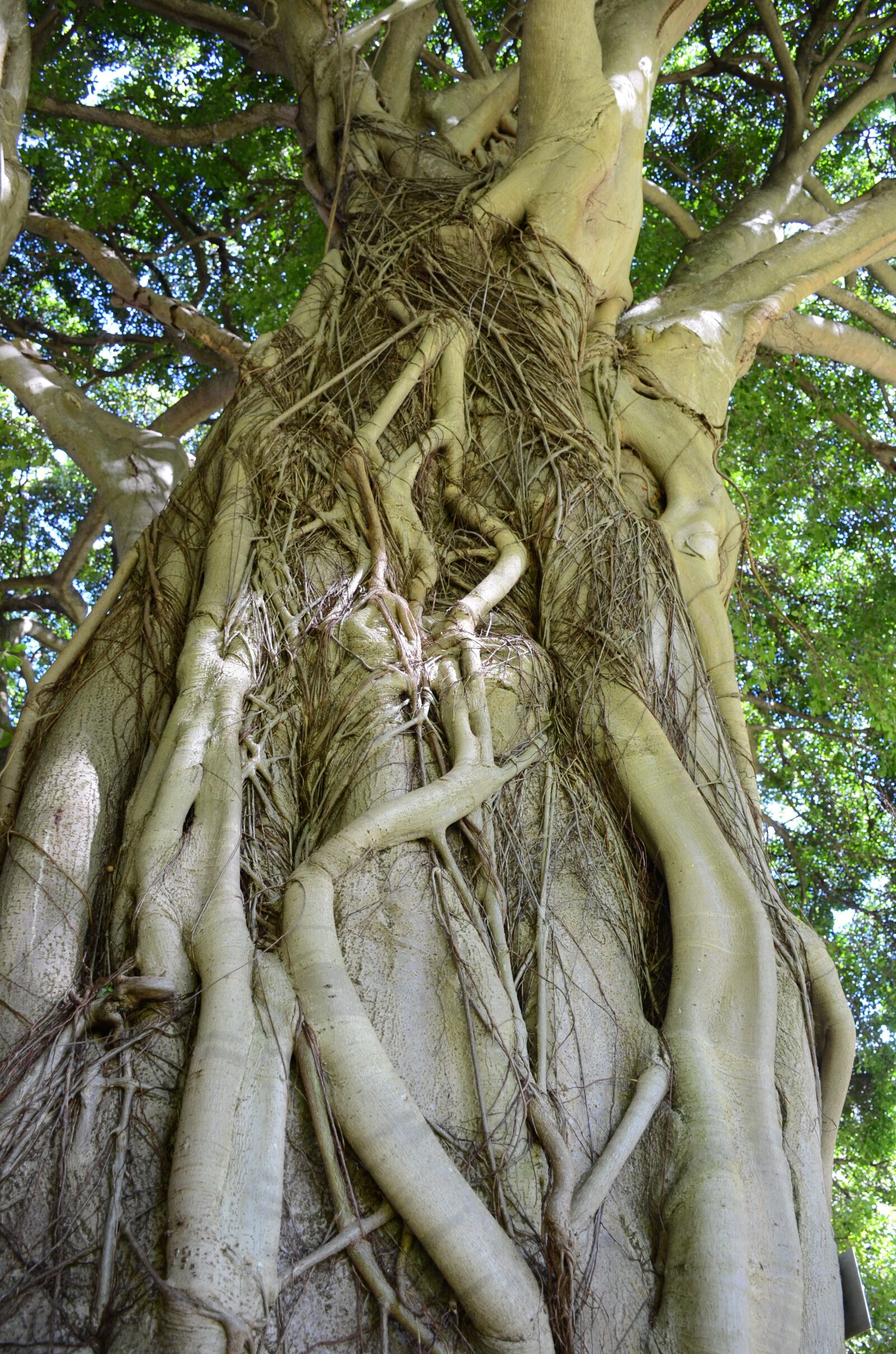 Nikon D7000 sample photo. Kirstenbosch botanical gardens, cape photography