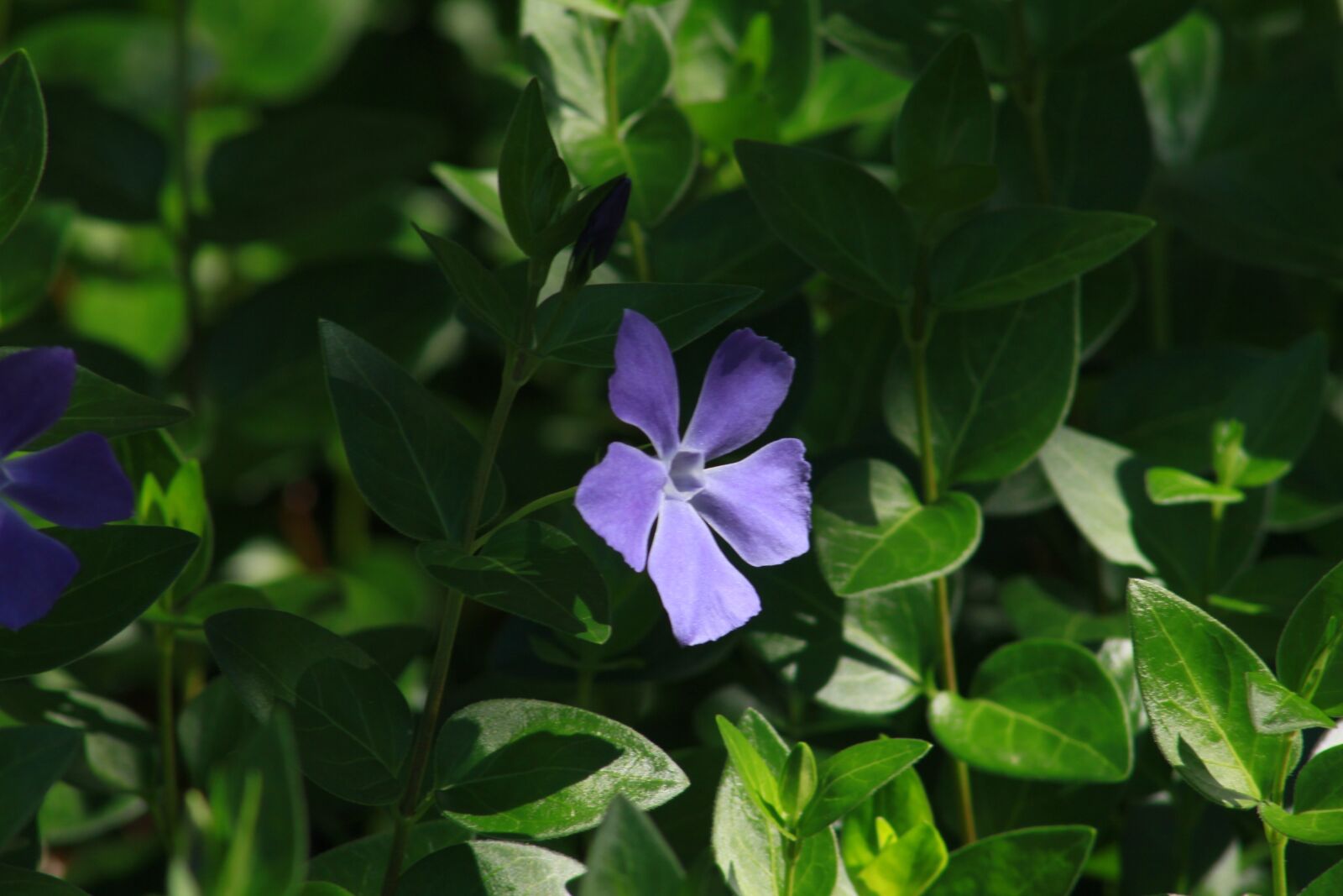 Canon EOS 60D sample photo. Purple, flower, nature photography