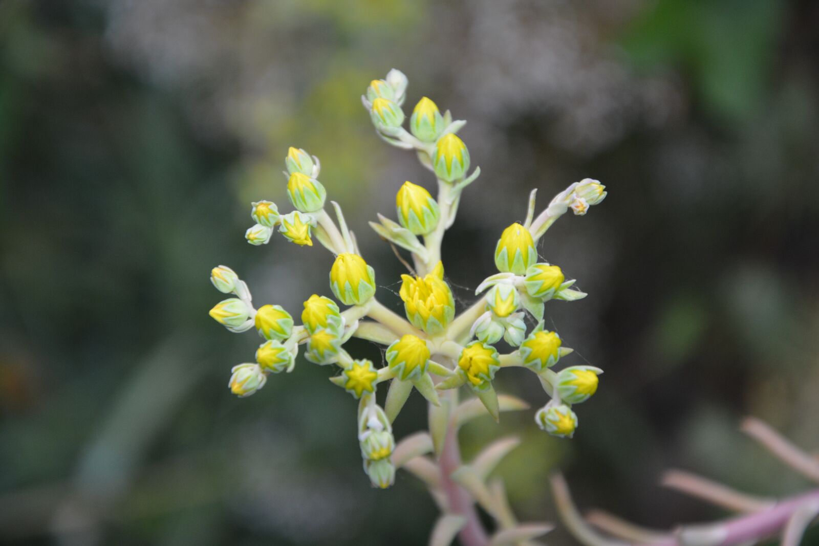 Nikon D5200 sample photo. Flowers, yellow, nature photography