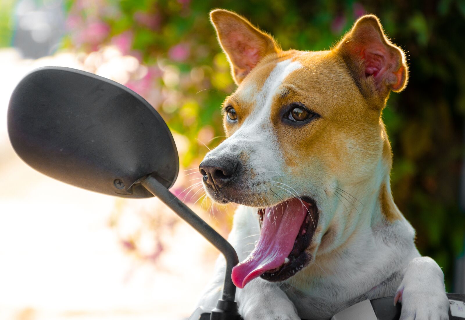 Nikon D7000 sample photo. Animal, pet, pets photography