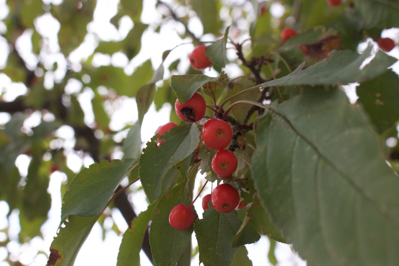 Canon EOS 700D (EOS Rebel T5i / EOS Kiss X7i) sample photo. Amazing, berries, brown, camera photography