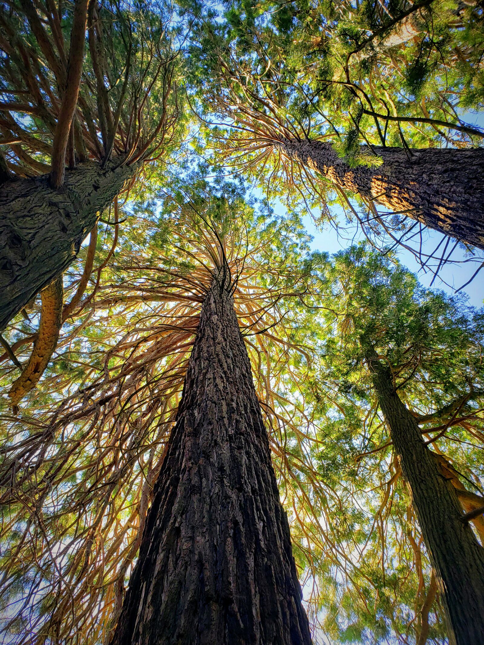 Samsung Galaxy Note9 sample photo. California, redwoods, nature photography