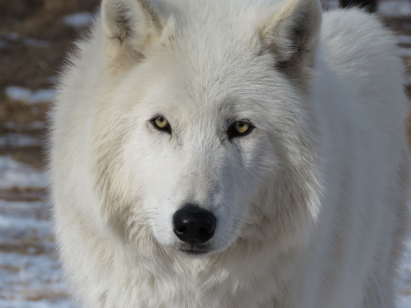 Canon PowerShot SX60 HS sample photo. Arctic wolfdog, wolfdog, wolf photography